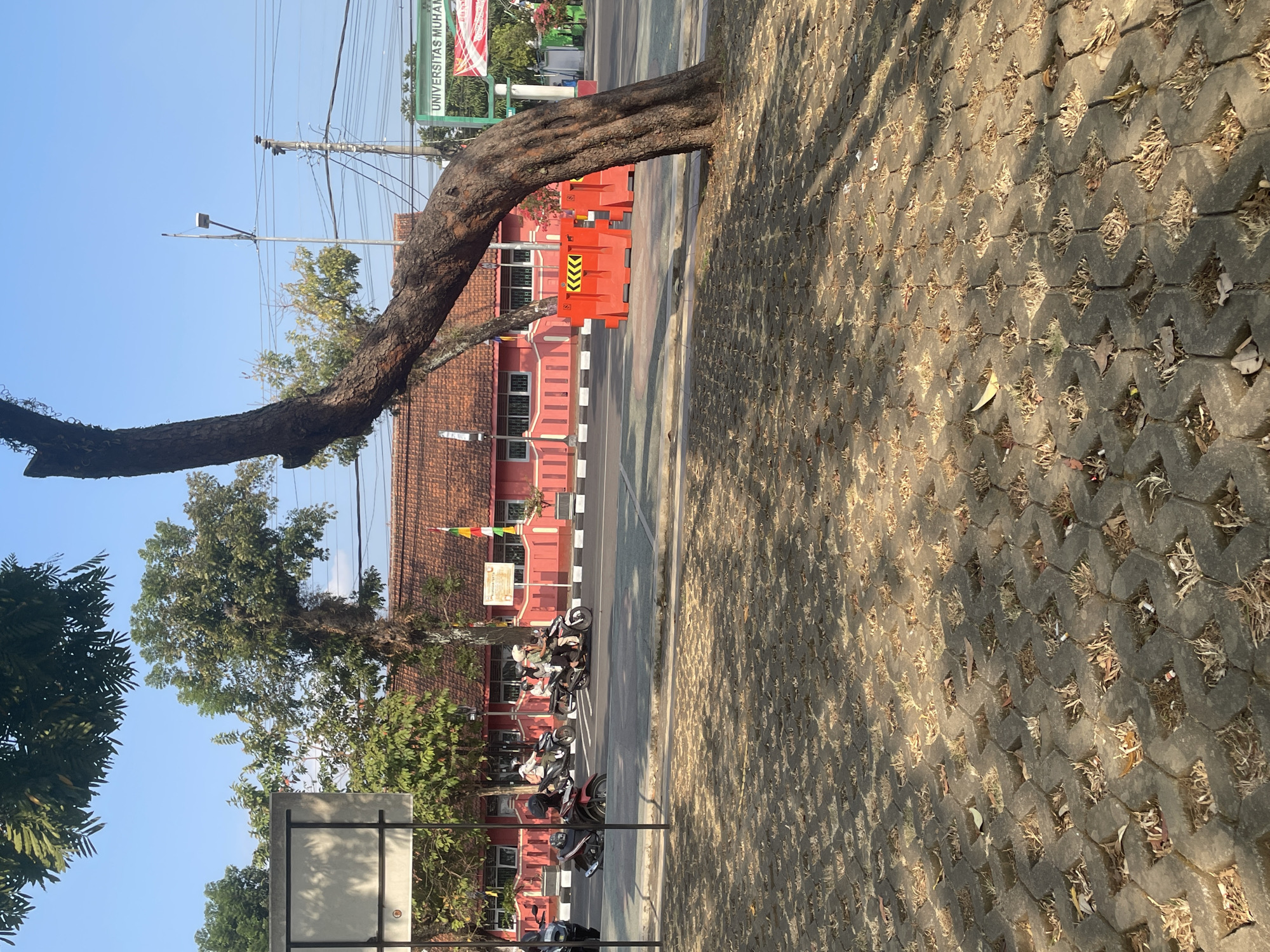 The image shows a street scene in Purworejo, Indonesia, likely near a university, indicated by the sign that reads "UNIVERSITAS MUHAMMADIYAH" visible in the background. The foreground is dominated by a patterned, permeable pavement with dry grass growing in the gaps. A large, gnarled tree trunk arches over the scene from the right. In the middle ground, a street is visible with several motorcycles and riders. The motorcycles are a mix of colors, including red, black, and white. The riders are wearing helmets, suggesting adherence to traffic safety regulations. Behind the street, a vibrant pink building with a red-tiled roof stands, featuring numerous windows with white frames. Orange traffic barriers with yellow chevron markings are placed along the sidewalk in front of the building. Trees with green foliage are scattered throughout the scene, some casting shadows on the pavement. The sky is a clear, bright blue, and the overall lighting suggests it is daytime, likely morning or afternoon given the strong shadows. Electrical wires and a lamppost are also visible against the sky, typical of an urban environment.