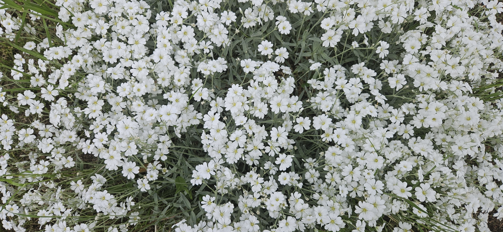 A dense patch of Cerastium tomentosum, commonly known as snow-in-summer, dominates the frame. The plant's small, white flowers with yellow centers are densely packed, almost obscuring the silvery-green foliage. A few green blades of grass poke through the edges of the flower cluster. The setting appears to be outdoors. The location is Unknown, Unknown.