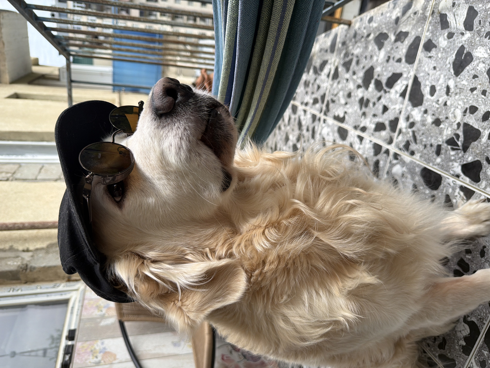 A golden retriever dog lies relaxed on a grey, black, and white speckled tiled surface, possibly a balcony or terrace, in Tbilisi, Georgia. The dog, with its light golden and cream-colored fur, is adorned with a black cap, under which dark, round-lensed sunglasses are perched on its nose and forehead. Its head is tilted upwards, giving a casual and relaxed appearance.
Above the dog, a blue and white striped fabric, likely part of a hammock or awning, hangs vertically. In the background, metal railings are visible, suggesting an outdoor architectural structure. Beyond these railings, other buildings, appearing to be apartment blocks, are present under a clear, bright sky.
The image captures a sunny daytime scene, emphasizing leisure and outdoor relaxation. The dog's accessories lend a playful and "cool" demeanor to the animal. No visible text is present in the image.