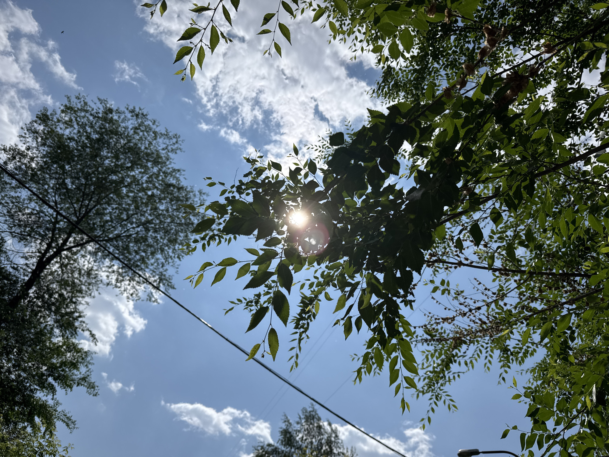 An upward-facing, close-up shot captures a bright, sunny sky dotted with white clouds, seen through the leaves and branches of trees. The sun is partially obscured by foliage, creating a lens flare effect. The leaves are a vibrant green, suggesting a summer season. A thin, dark utility wire stretches across the frame from the upper left towards the center. In the distance, the silhouette of a larger tree with dense foliage is visible against the sky. The overall impression is one of looking up from beneath a canopy of leaves on a clear day. This image does not depict any people or specific identifiable landmarks that would allow for localization to Novosibirsk, Russia, or any other specific city.