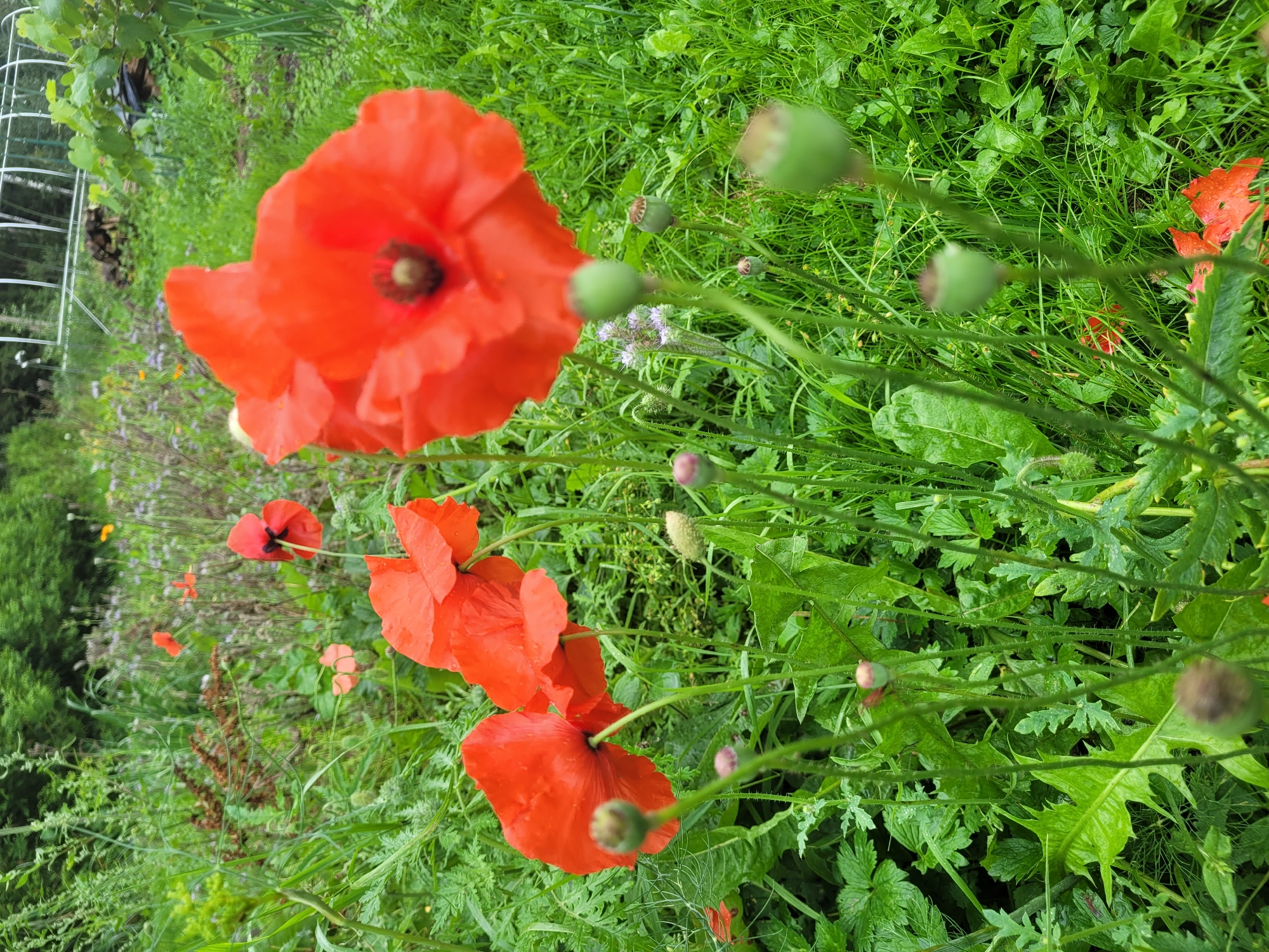 In Krustiņi, Latvia, a cluster of vibrant orange poppies is in full bloom, their delicate petals glistening with dew amidst lush green foliage. The flowers, some fully open and others in bud, rise on slender stems, showcasing their dark centers. In the background, a glimpse of a white greenhouse structure and a tangle of trees suggests a rural or garden setting. The scene is rich with the textures of grass, leaves, and the ephemeral beauty of the poppies.
