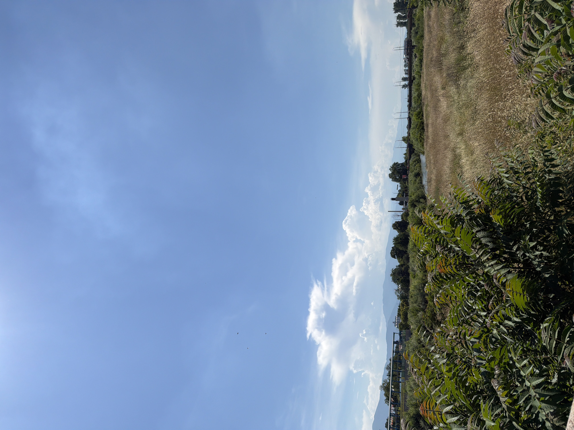 This is a landscape photograph taken on a bright, sunny day in Pazardzhik, Bulgaria. The scene depicts a natural environment with elements of urban infrastructure in the distance. In the foreground, lush green foliage, likely bushes or young trees, dominates the bottom portion of the frame, with some leaves showing reddish-brown tips. Beyond this, a vast field of dry, golden grasses stretches out, appearing wild and untamed.
A narrow river or stream meanders through the middle ground, its water reflecting the blue sky. On the opposite bank of the river, a line of trees creates a dark green band, interspersed with some taller trees. Further in the distance, a road or railway bridge crosses the river, with evidence of some structures and power lines visible along its length. Silhouettes of buildings, including what appears to be a tall, slender tower or spire, are present on the horizon, suggesting the presence of a settlement or town. In the far background, a mountain range is visible, its blue-grey peaks softened by the atmospheric haze.
The sky is a vibrant, clear blue, with a few scattered white clouds. One prominent cumulus cloud formation is visible on the left, with a larger, more diffused cloud bank stretching across the horizon. Several small, dark specks, likely birds in flight, are scattered across the upper portion of the sky. The overall impression is one of a rural or semi-urban landscape under a clear, warm sky.