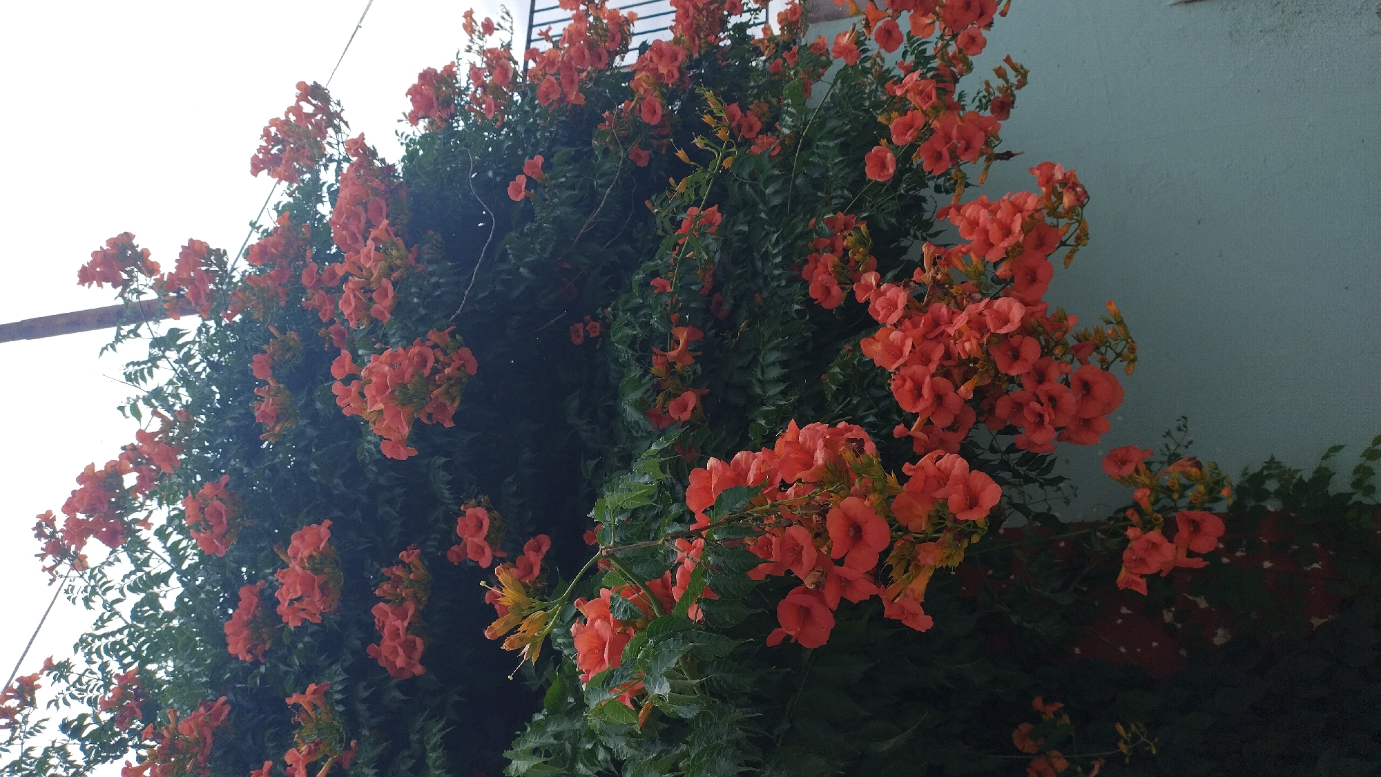A vertical shot captures a vibrant cascade of orange trumpet-shaped flowers with lush green foliage against a pale blue wall. The plant is growing on a wall, its branches extending outward. A metal fence can be seen on the right side of the image. The sky above is overcast and pale. The overall impression is one of natural beauty and a hint of an urban setting. The location is identified as Nea Michaniona, Greece.