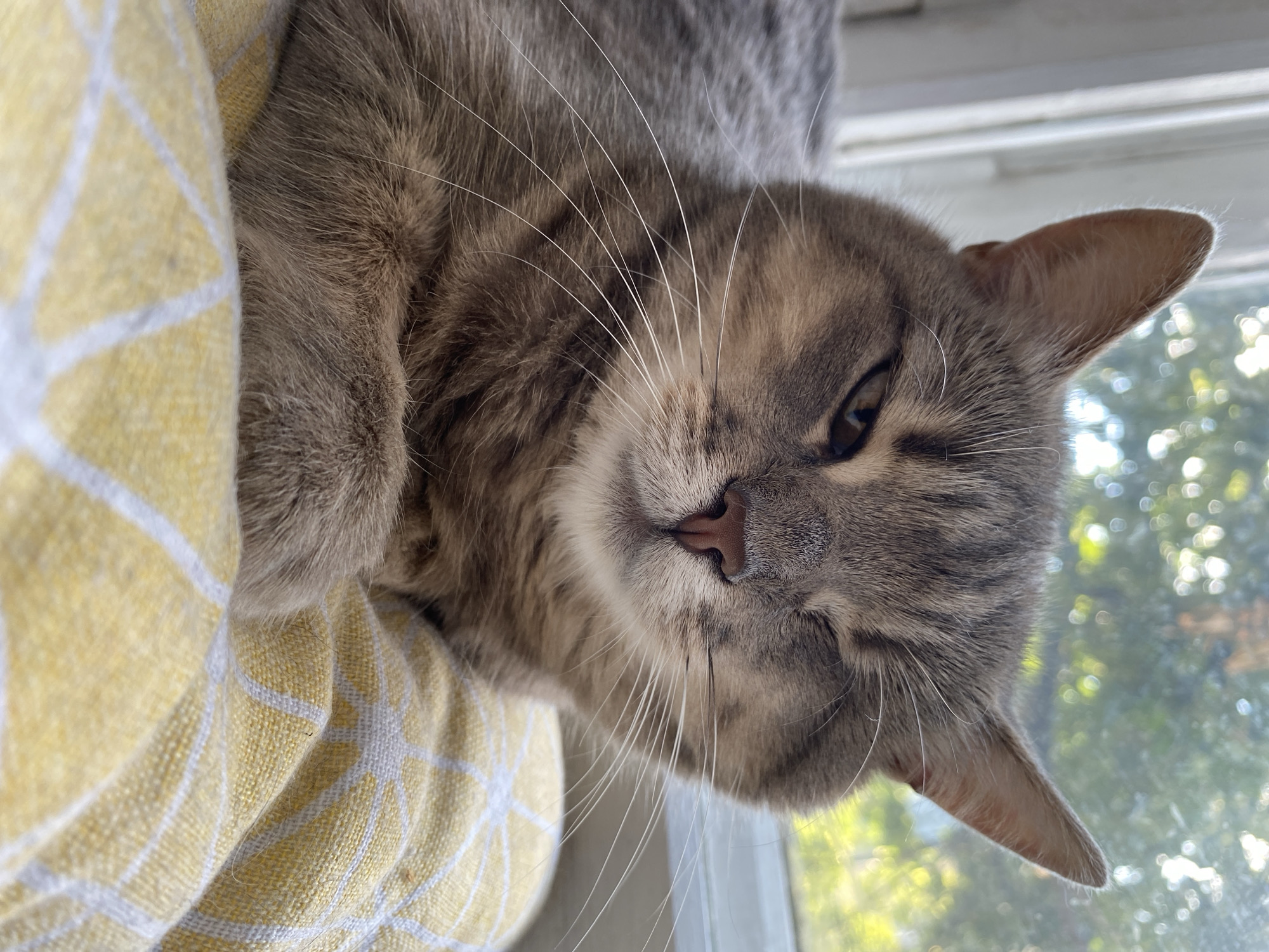 A close-up, high-angle shot captures a domestic cat nestled in a yellow and white checkered blanket. The cat, with gray tabby markings, is lying on its side, with its head tilted slightly towards the viewer. Its eyes are partially closed, and its whiskers are long and white. The background shows a window with blurred green foliage and sunlight, suggesting it is daytime. The lighting is natural, creating soft shadows and highlighting the texture of the cat's fur and the blanket. The overall mood is peaceful and relaxed, as the cat appears to be comfortably resting.