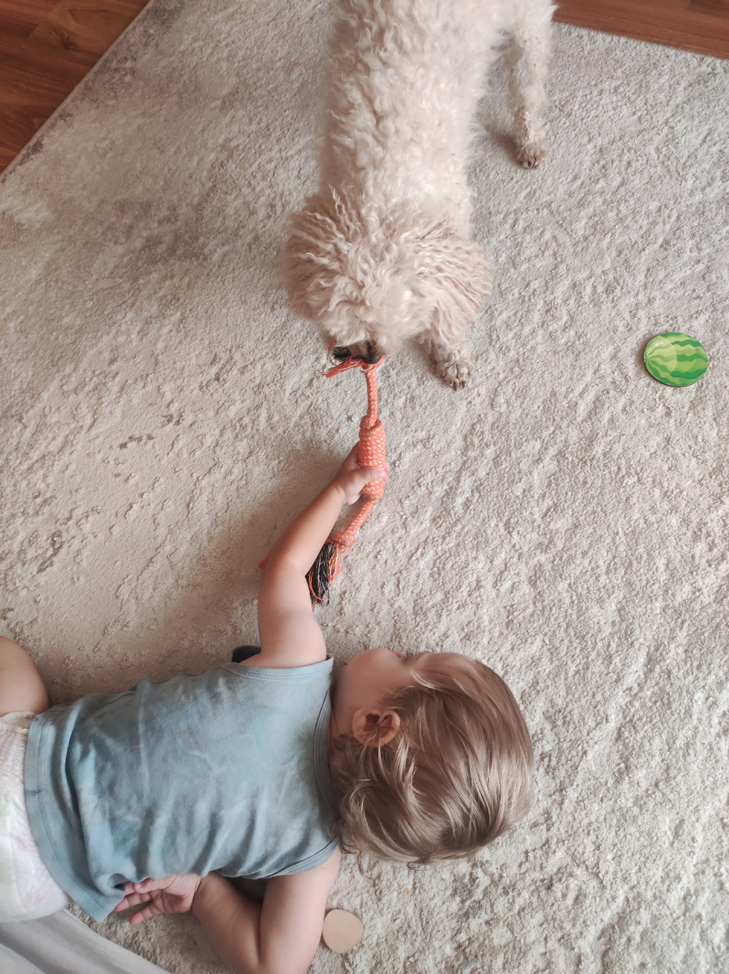 In an indoor scene, a light-colored poodle dog lies on a cream-colored rug, its head down and focused on a rope toy. A young child, lying on their back on the same rug, holds the other end of the rope toy, engaged in a tug-of-war with the dog. The child is wearing a light blue t-shirt and a diaper. To the right of the dog, a small, green, circular object resembling a toy watermelon is visible on the rug. The rug is positioned on a wooden floor, indicated by a section visible at the top left corner of the image. The specific location within the city of Chaikovsky, Russia, is not discernible from the provided image.