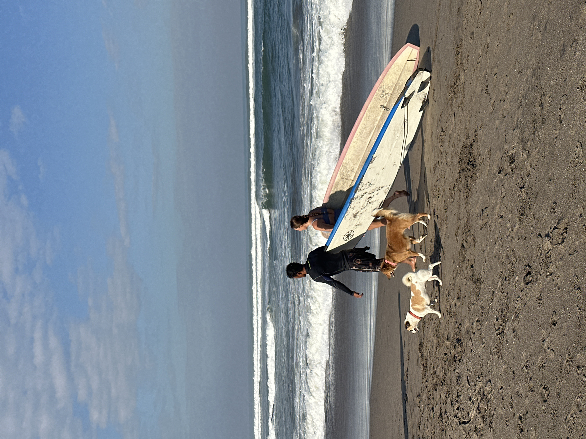 A wide-angle, eye-level photograph depicts two individuals and two dogs walking along the wet sand of a beach in North Kuta, Indonesia, with the ocean and sky in the background.
The person on the left, a male with dark skin, wears a black long-sleeved wetsuit top with blue accents and dark patterned board shorts. He walks right-to-left from the viewer's perspective, looking towards the ocean. To his right, a female with lighter skin and braided brown hair, wearing a blue bikini top, carries two surfboards under her right arm. She also walks right-to-left, looking out at the water. The surfboards, held one atop the other, are well-used. The upper board is white with a blue stripe and black fins, while the lower board is light pink. Both boards are oriented with their noses pointing towards the right side of the frame.
Two dogs accompany the individuals. The smaller dog in the foreground, white with tan patches, wears a red collar and walks slightly ahead of the group. The larger, light brown dog wears a pink collar and walks closer to the people's legs. Both dogs are moving in the same direction as the people.
The beach consists of dark, damp sand with visible footprints from both humans and animals. In the background, multiple parallel lines of white breaking waves extend across the expanse of the blue-green ocean. The sky above is clear and bright blue with scattered, faint white clouds, indicating daytime conditions.
