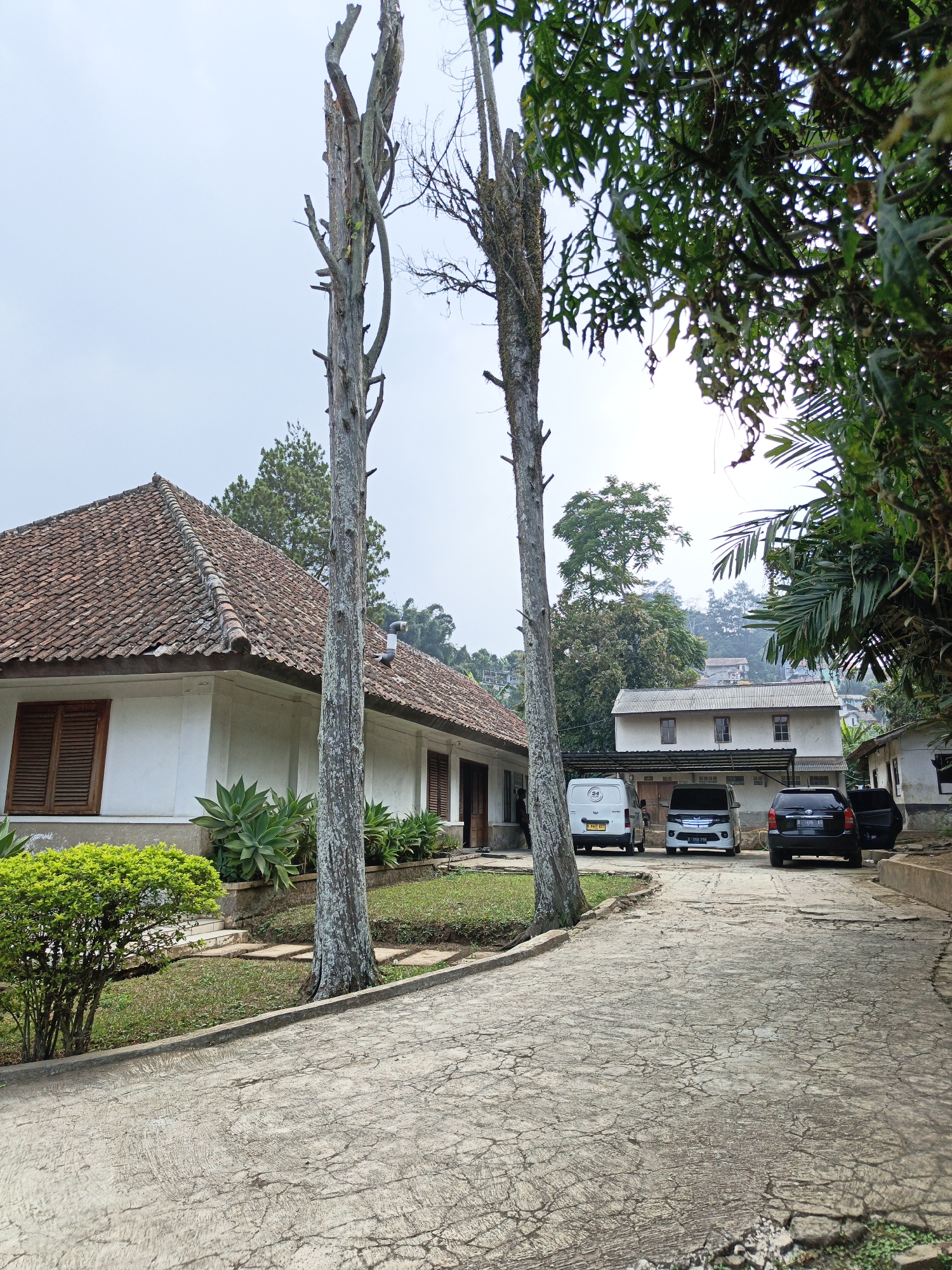 The image depicts a residential area in Lembang, Indonesia, characterized by its lush greenery and distinctive architecture. In the foreground, a cracked concrete driveway leads towards two white buildings with traditional tiled roofs. The building on the left features a white facade and wooden shutters on its windows. Adjacent to it, a neatly trimmed green bush and a mature, gnarled tree stand prominently.
Further down the driveway, parked vehicles, including a white van, a silver minivan, and a black car, are visible in front of the buildings. The buildings themselves appear to be single-story structures with some covered carports. In the background, rolling hills covered in dense vegetation and more houses suggest the hilly terrain common in Lembang. The sky is overcast, creating a soft, diffused light that illuminates the scene. The overall impression is one of a quiet, somewhat dated, but well-maintained residential setting nestled within a natural landscape.