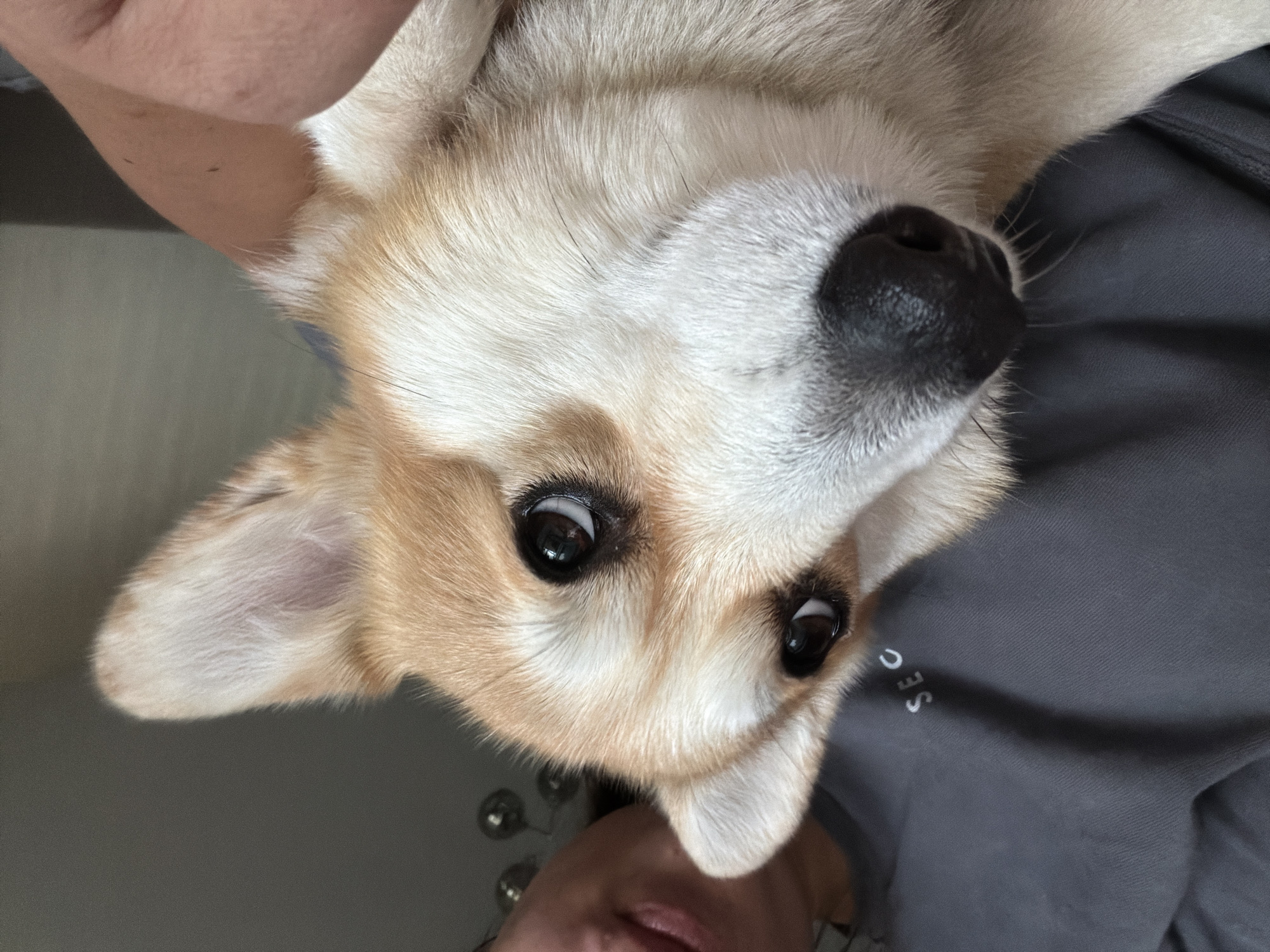 A close-up shot of a light brown and white Corgi dog looking up with large, dark eyes. The dog is being held by a person wearing a grey t-shirt with white lettering that appears to say "SEC". The background is indistinct, but suggests an indoor setting with a plain wall and some out-of-focus objects. There is no discernible connection to Chaikovsky, Russia, or any urban environment.