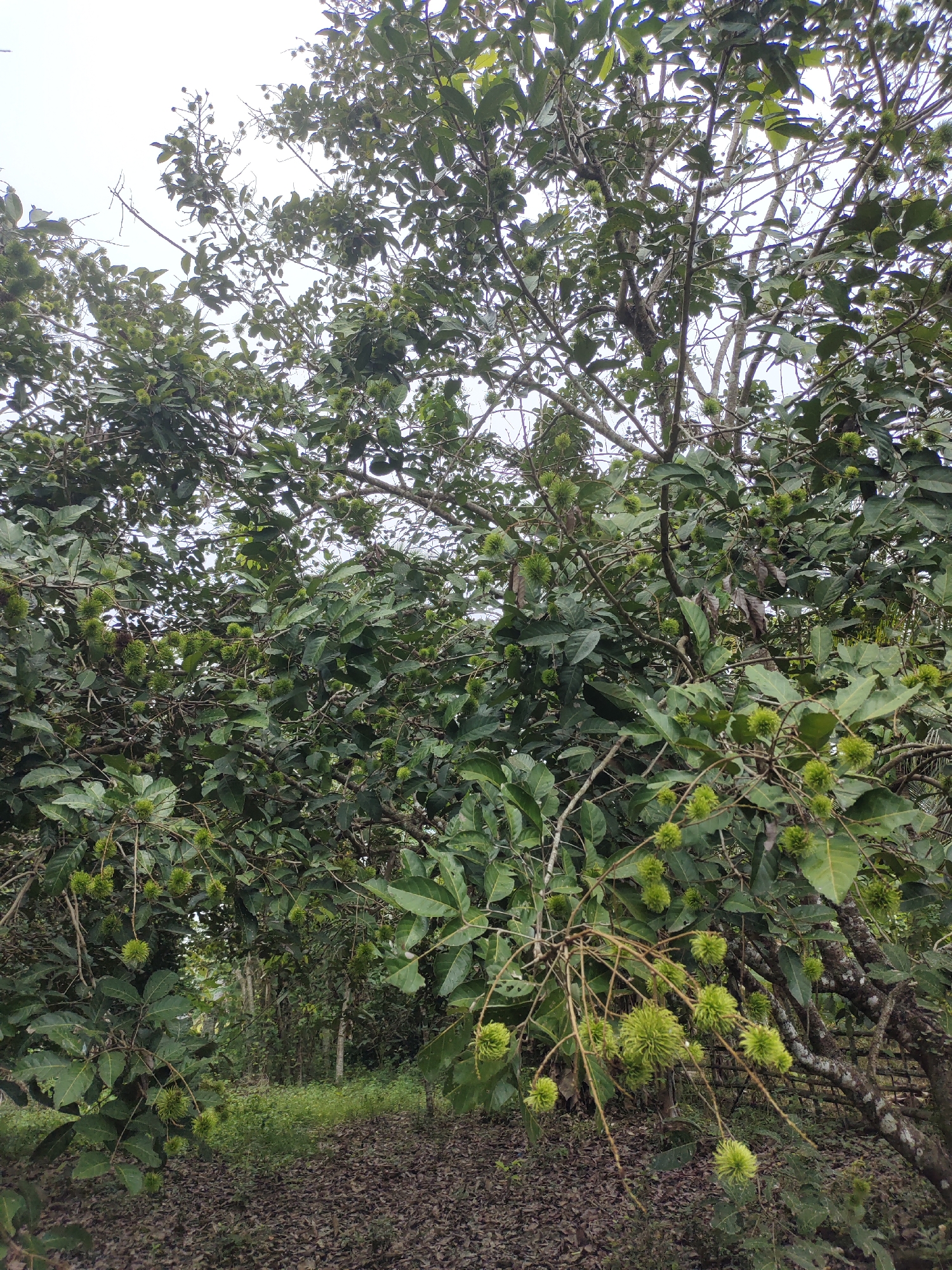 In Tumpokperlak, Indonesia, an outdoor image captures a dense, mature rambutan tree laden with unripe green fruit. The tree's branches, covered in green foliage, extend towards a bright, overcast sky. The ground beneath the tree is carpeted with fallen leaves. The background reveals a pathway and lush vegetation, suggesting a tropical agricultural setting. No people are visible in the frame.