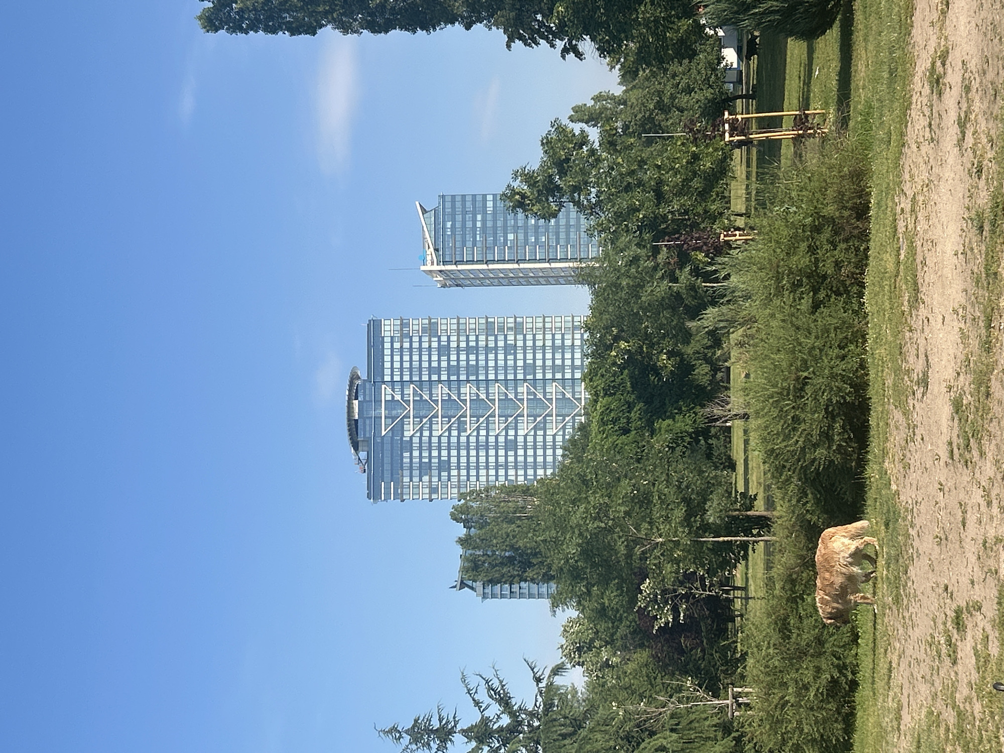 The image shows a sunny day in a park with modern high-rise buildings in the background, located in the city of Sofia, Bulgaria. In the foreground, a light-colored dog, possibly a golden retriever, is walking across a grassy area. The dog is facing left and appears to be sniffing the ground. Behind the dog is a dense green bush. Further back, there is a park with various trees and a path. In the distance, two tall glass skyscrapers dominate the skyline. The larger one on the left features a distinctive geometric pattern on its facade and a helipad on its roof. The smaller building on the right has a uniquely shaped roof. The sky is clear and blue, with a few wispy clouds. The overall scene depicts a blend of urban development and green public space.