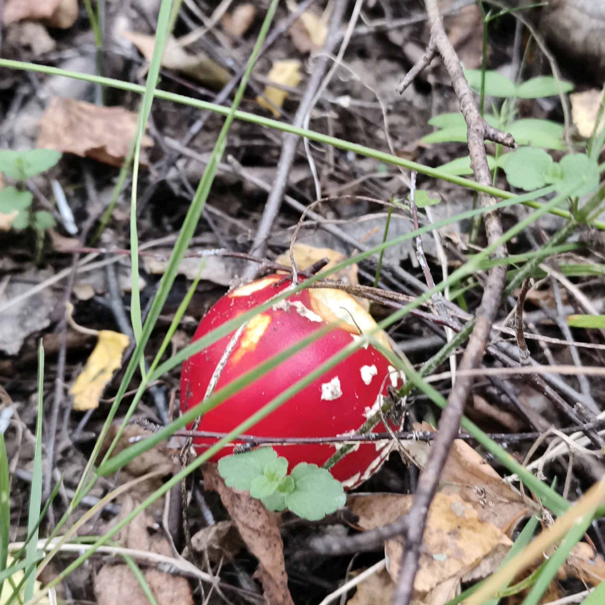 A close-up, eye-level shot shows the cap of a red and white spotted mushroom, likely an Amanita muscaria, emerging from the forest floor. The mushroom's cap is bright red with distinct white warts scattered across its surface. Several green blades of grass and brown, fallen leaves partially obscure the mushroom, suggesting it is located in a natural, wooded environment. The background is a blur of brown twigs, dry leaves, and more green foliage, indicating a forest or park setting. The lighting is natural, with diffused light suggesting an overcast day or a shaded area. The image was taken in Chaikovsky, Russia.