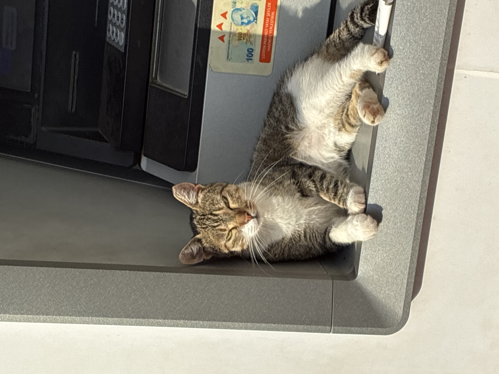 In Alanya, Turkey, a tabby cat rests comfortably on the ledge of an ATM machine on a sunny day. The cat is predominantly brown and white, with distinctive tabby markings on its head, back, and tail. Its eyes are partially closed, suggesting relaxation, and it is lying down with its paws tucked underneath its body. The ATM is a standard outdoor model, with a grey metallic casing. A Turkish 100 lira banknote is affixed to the side of the ATM, featuring the portrait of Mustafa Kemal Atatürk. The background shows the textured wall of the building housing the ATM, and the ground appears to be paved. The lighting indicates it is midday, with harsh shadows cast by the sun.