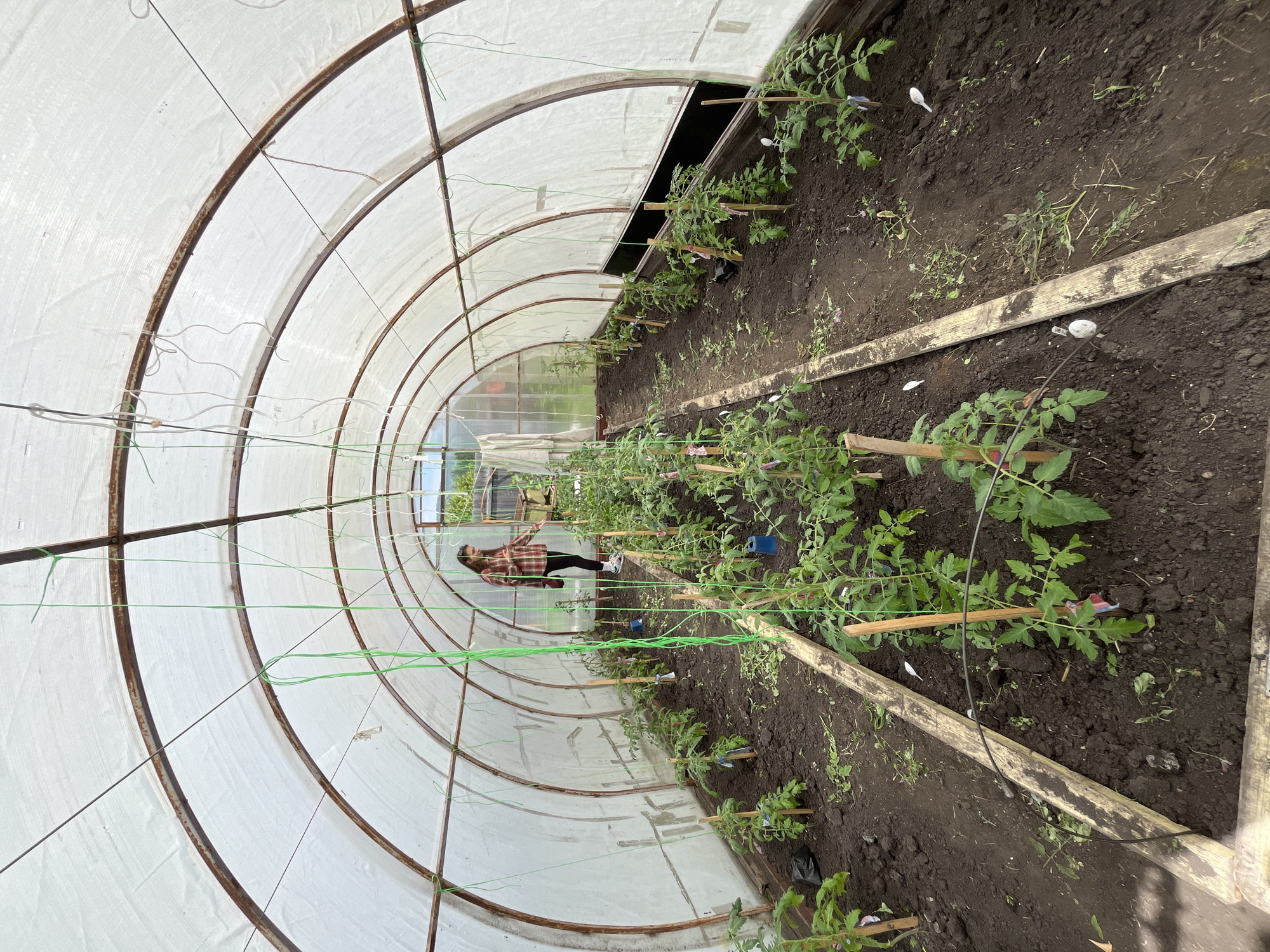Inside a greenhouse structure with a white translucent covering and a metal frame, a young woman is tending to young tomato plants. The greenhouse has a soil floor and wooden planks forming raised beds. The woman, wearing a plaid shirt and dark leggings, stands between two rows of plants, holding what appears to be a watering can. The tomato plants are staked with wooden poles and are supported by green twine. The scene is located in Berëzovskiy, Russia, within an agricultural setting.