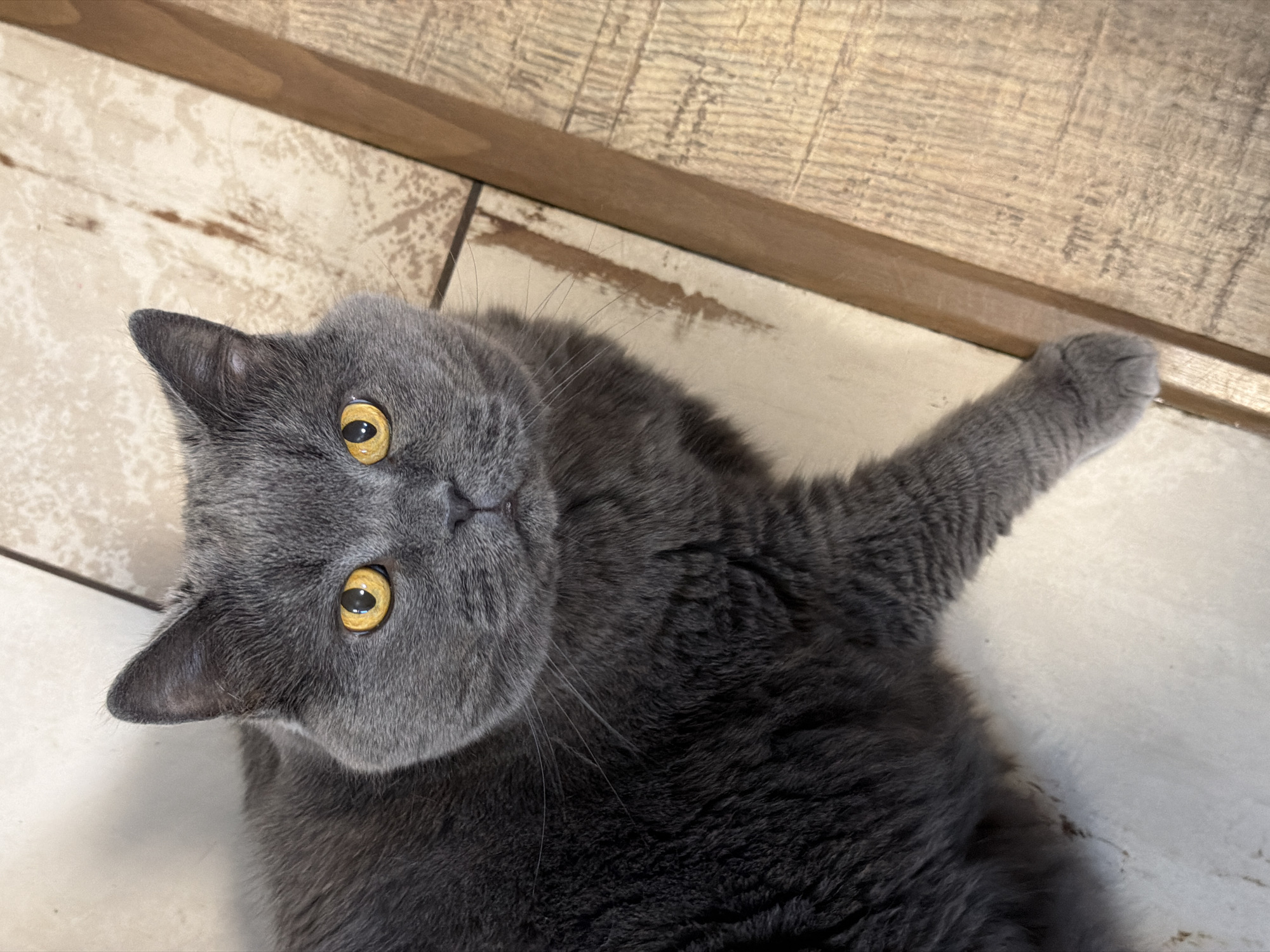 A grey cat with yellow eyes is lying on a floor with light-colored tiles and wooden planks. The cat is looking up at the camera. The scene is indoors.
