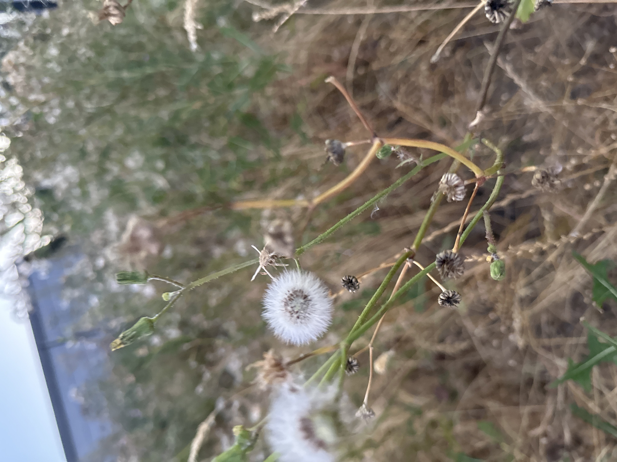 This is a close-up, outdoor photograph of a dandelion-like seed head and plant stems. The background is a blur of dry grass and foliage, with some lighter, out-of-focus circles suggesting other plants or reflections. A faint blue sky is visible at the top left, reflecting off a dark, horizontal surface. The main subject, a fluffy white seed head, is positioned slightly to the right of the center, supported by thin green and brown stems. Several unopened buds and seed remnants are also visible on the stems. The lighting suggests it is daytime, with the sun likely behind the camera or to the side. No people or animals are discernable in the image. The scene appears to be a natural or semi-natural area, potentially a park or wild patch within an urban environment. It is not possible to determine the specific location in Krefeld, Germany based on the visual information provided.