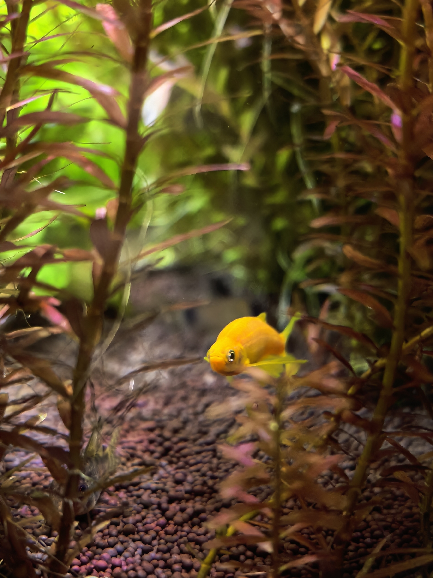 The image shows a freshwater aquarium. In the foreground, a bright yellow fish is positioned among reddish-brown aquatic plants. The substrate is composed of small, round, reddish-brown pebbles. The background contains green plants and is partially blurred. Another fish, darker in color, is partially obscured by the plants.