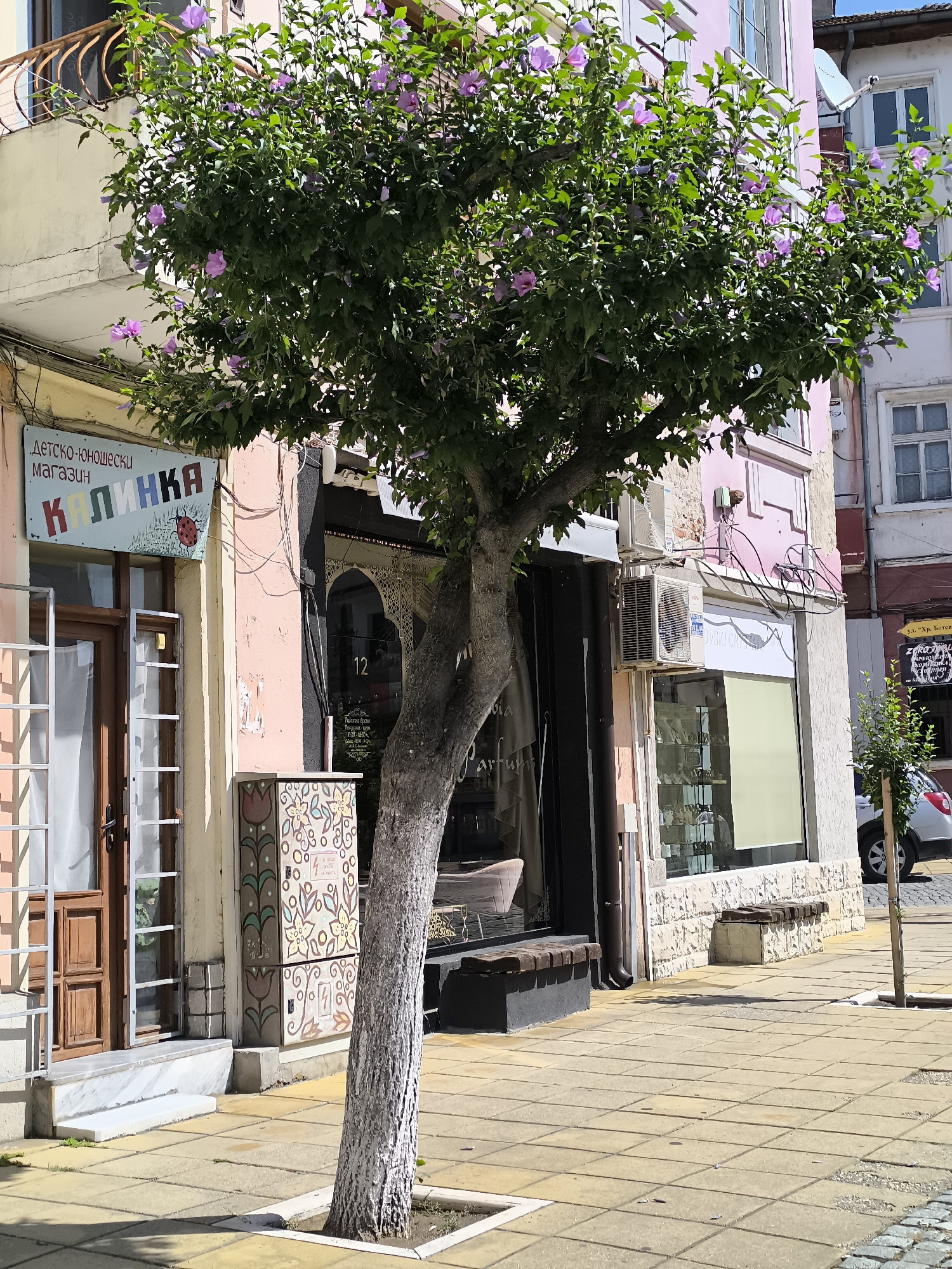 A tree with pink flowers stands on a sidewalk in front of buildings in Gotse Delchev, Bulgaria. The tree trunk is rough and gray with some white paint on it. It has a full canopy of green leaves and delicate pink flowers. To the left of the tree is a pink building with a sign that reads "ДЕТСКО-ЮНОШКИ МАГАЗИН КАЛИНКА" (Children's and Youth Store Kalinka) and a drawing of a ladybug. Next to this is a shop window with a brown door. Further to the right, there is another shop with a window displaying items and an air conditioning unit mounted on the wall. A dark bench is placed in front of this shop. The sidewalk is paved with square yellow tiles. In the background, parts of other buildings and a white car are visible. The lighting suggests it is daytime with bright sunlight.