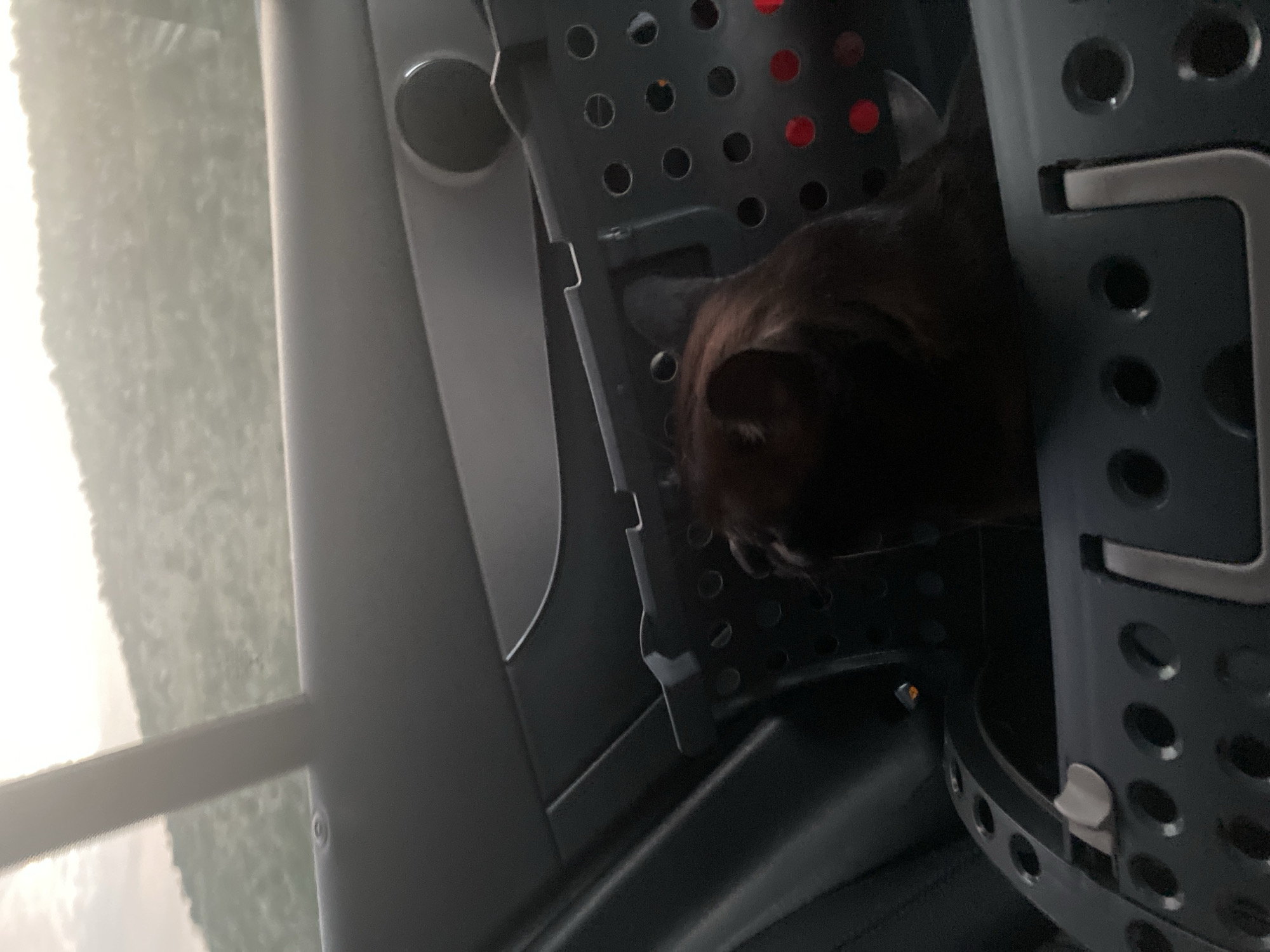 The image shows a dark-colored cat inside a pet carrier, viewed from the interior of a vehicle. The pet carrier is partially visible, with a perforated design. The cat's head and upper body are the most prominent features, with its fur appearing dark. The background shows a blurred landscape of hills and sky, suggesting the vehicle is in motion or parked in a rural area. The interior of the vehicle is dark and indistinct, with a speaker grille visible on the door panel. There is no indication of the location being the city of Donje Mrke, Montenegro.