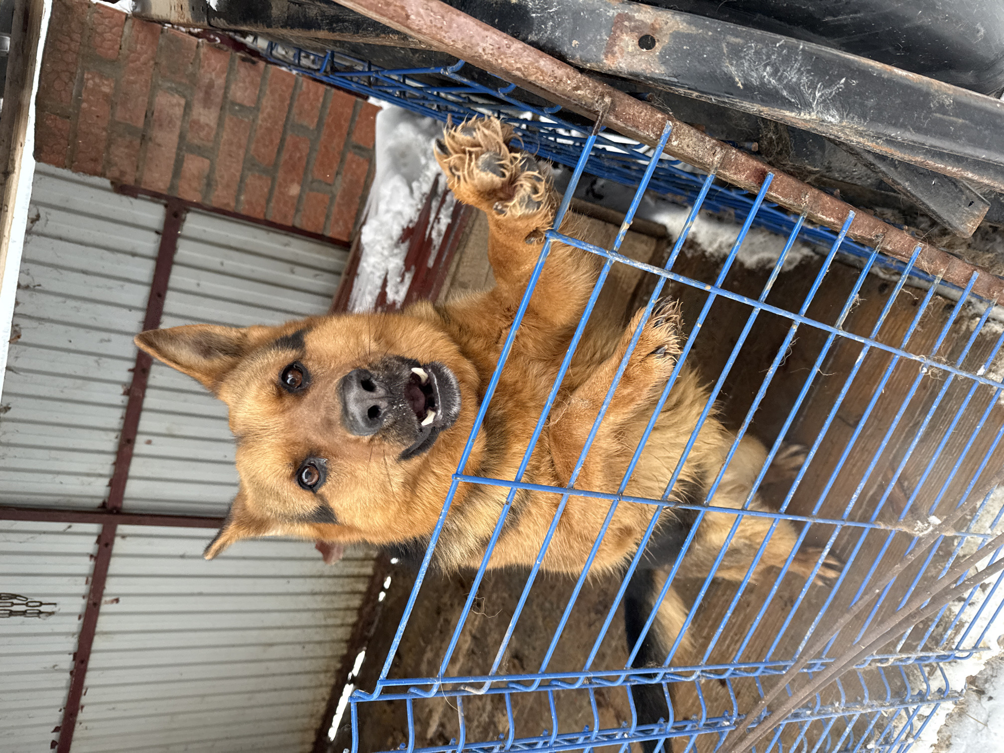The image shows a brown and black German Shepherd dog standing on its hind legs inside a blue wire cage. The dog's paws are gripping the top of the cage. The background includes a brick wall, a corrugated metal structure, snow, and some unidentified equipment. The location is stated as Luzhkovo, Russia.