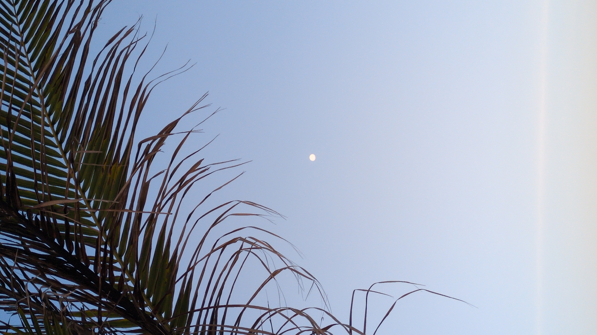 The image shows a view of the sky with a palm tree frond in the foreground. The frond is composed of both green and brown leaves. In the center of the sky is a small, pale circular object, presumably the moon. The sky is light blue. The image was taken in Thành phố Tuy Hòa, Vietnam.