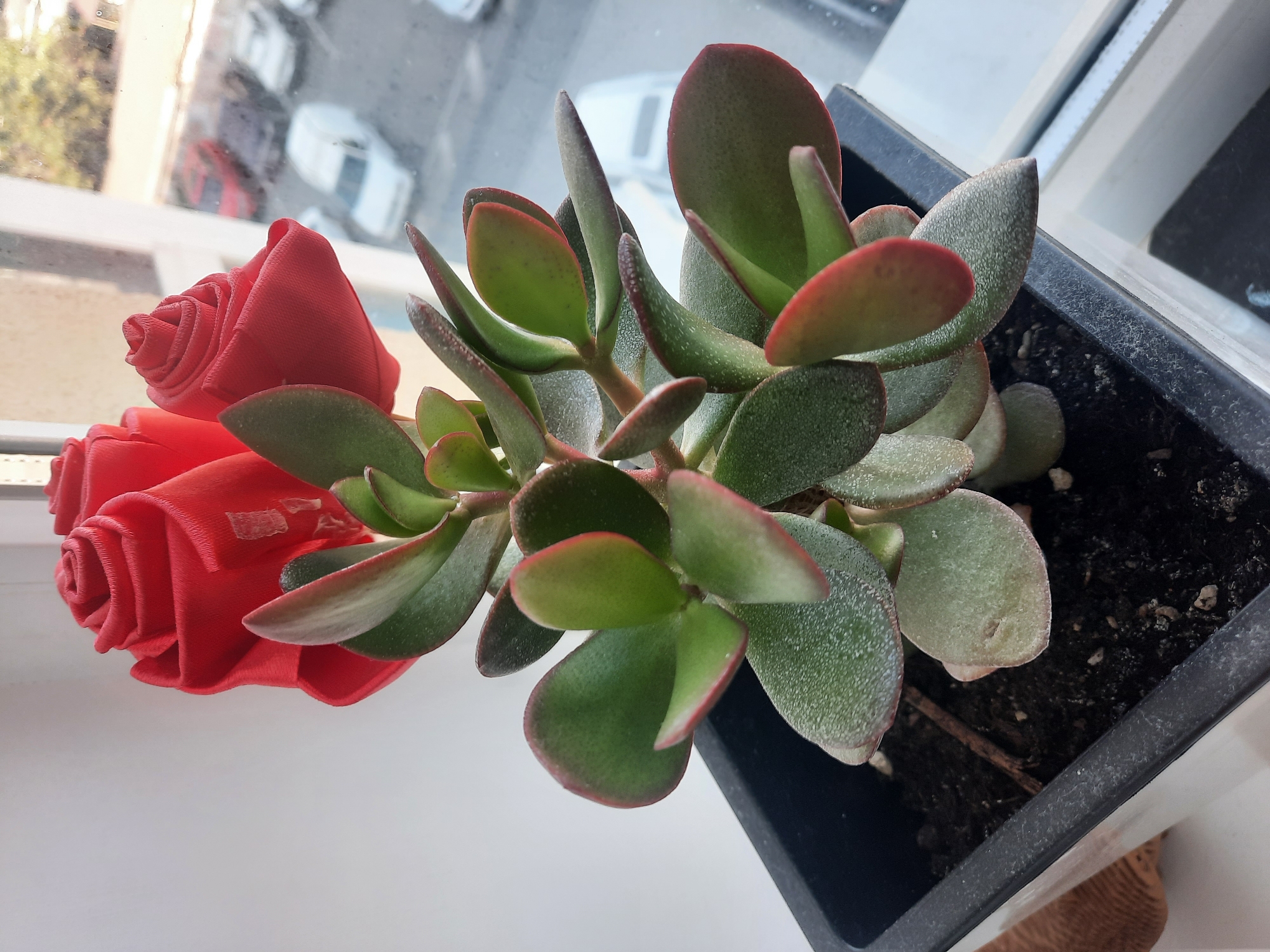 A close-up, eye-level shot shows a potted jade plant with thick, green, oval-shaped leaves that have reddish edges. Two red fabric roses are positioned behind the plant, partially obscuring it. The plant is in a black, rectangular plastic pot filled with dark soil. The pot sits on a white windowsill next to a window. Through the window, a blurred view of a street scene is visible, with several parked cars and a white van. The image appears to be taken indoors, looking out. There is no discernible information about the specific location within the city of Simferopol, Ukraine, or any people present.