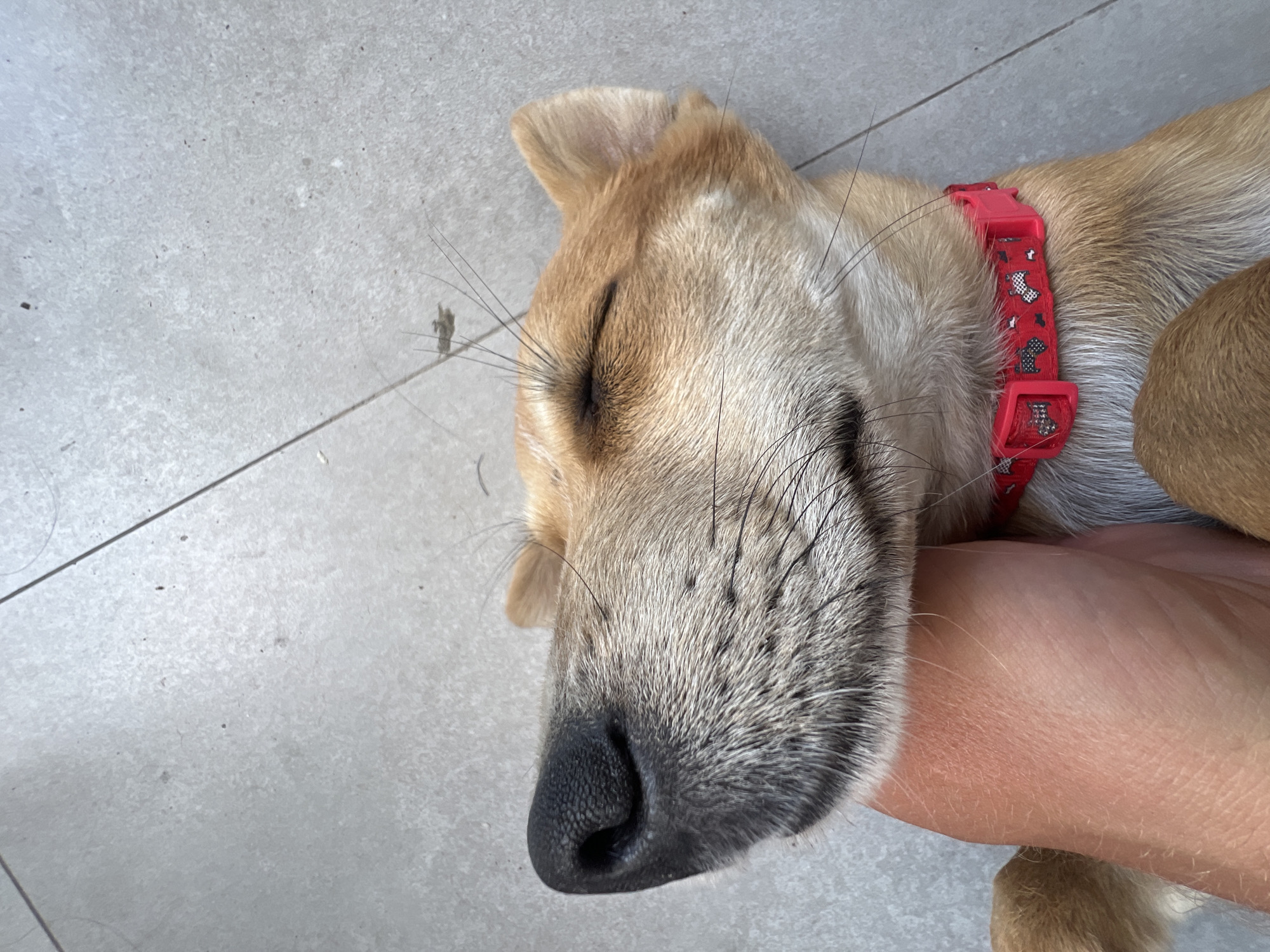 A close-up, overhead shot captures a tan and white dog lying on its back on a tiled floor in North Kuta, Indonesia. The dog's eyes are closed, and its head is tilted slightly upwards, resting on a person's hand which is visible in the lower left of the frame. The dog wears a bright pink collar with a pattern of black and white paw prints. The tiled surface appears to be grey and shows some minor dust and debris, with visible grout lines. The lighting suggests an outdoor setting, possibly a patio or walkway.