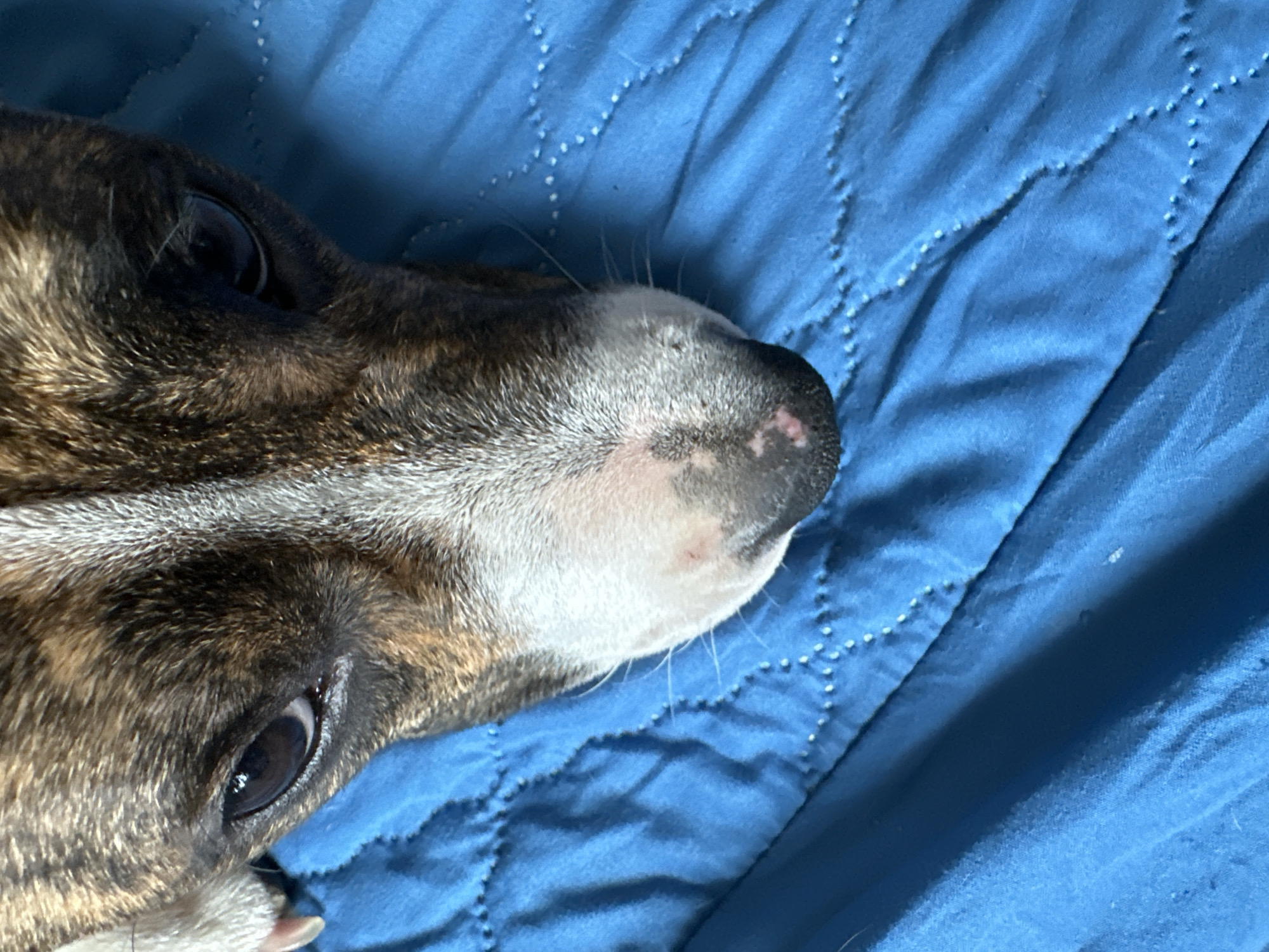 The image presents a close-up, horizontal view of a dog's head resting on a blue quilted blanket. The dog exhibits a distinct brindle coat, featuring dark brown and black stripes over a lighter tan or fawn background, with a prominent white stripe extending down its forehead and muzzle. Its nose is a blend of black and pink, showing some lighter spots. Dark eyes are visible, appearing calm and somewhat reflective, suggesting a state of relaxation or mild alertness. Several long, white whiskers protrude from its snout.
The setting is an indoor environment, highlighted by the textured blue blanket, which is adorned with a quilted pattern of small, raised white dots forming interconnected geometric shapes, possibly stars or crosses. The lighting is soft and even, indicating an absence of harsh sunlight and contributing to the serene atmosphere. There is no discernible activity beyond the dog's quiet repose. No text is visible in the image. The overall impression is one of peace and comfort for the animal within a domestic setting in Trudovaya, Russia.