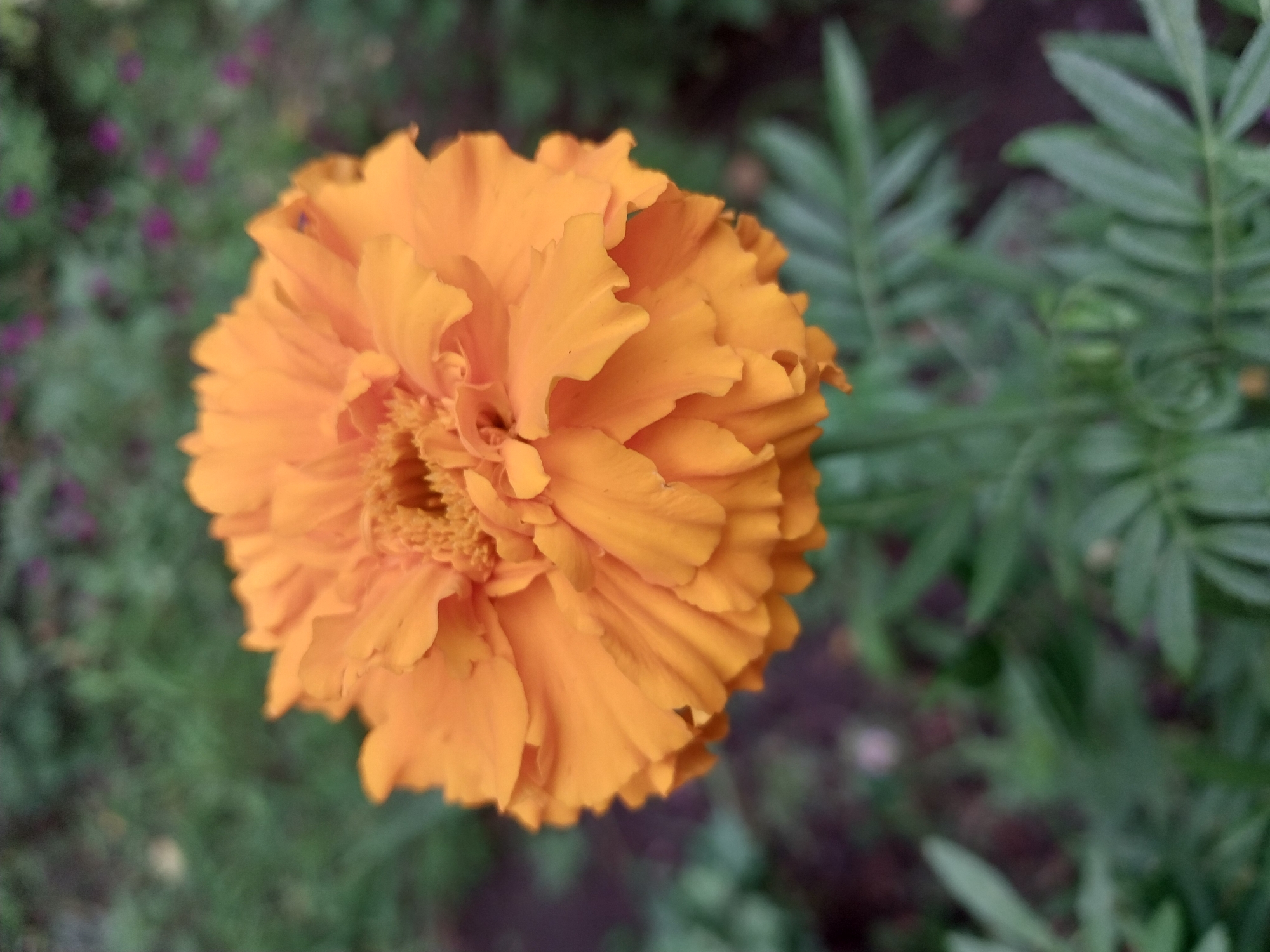 An orange marigold flower is in focus in the foreground, with its petals ruffled and slightly curled. The background is a blur of green foliage and hints of purple flowers, suggesting a garden setting. The lighting is soft and diffused, indicating it might be overcast or late afternoon. The image does not provide enough information to determine its specific location within the city of Dnipro, Ukraine, or to identify any people, actions, or interactions.