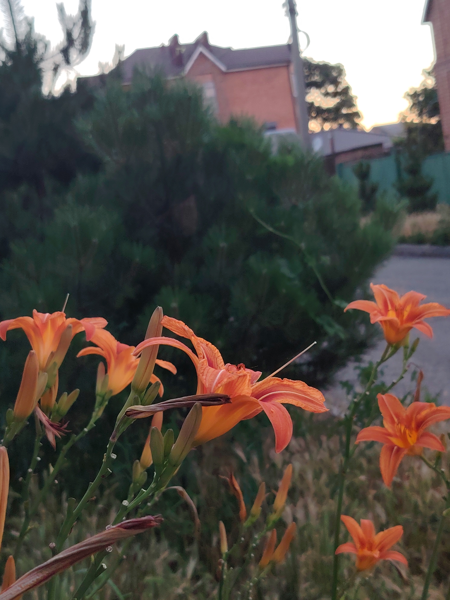 In a garden setting, several vibrant orange lilies are in bloom. The flowers are the primary subjects, with their petals unfurling and reaching towards the sky. Some lilies are fully open, showcasing their delicate structures, while others are still in bud. The background is a blur of dark green foliage, likely dense bushes or trees, suggesting a lush, natural environment. Above the foliage, hints of a residential area are visible. A reddish-brown brick house with a dark roof can be seen, indicating a suburban or rural location. The sky is bright and hazy, suggesting either early morning or late afternoon, with the soft light casting a gentle glow on the scene. There are no people present, and the focus is entirely on the natural beauty of the lilies. The overall mood is peaceful and serene, capturing a quiet moment in nature. The location context of Rostov-on-Don, Russia, adds a specific geographical setting to the image. There is no visible text in the image.