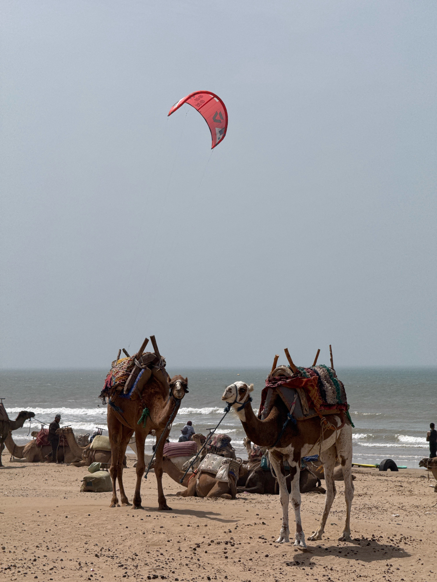 The image depicts a beach scene in Essaouira, Morocco. In the foreground, two camels are standing on the sandy beach, equipped with saddles and colorful blankets, ready for rides. In the background, the Atlantic Ocean stretches out with moderate waves. A red kite is visible in the sky, a common sight in Essaouira, known for its windy conditions and popularity for kite surfing. Several other camels are resting or being prepared for passengers further down the beach, with a few people visible in the distance interacting with them or walking along the shore. The sky is overcast, contributing to a soft, diffused light.
