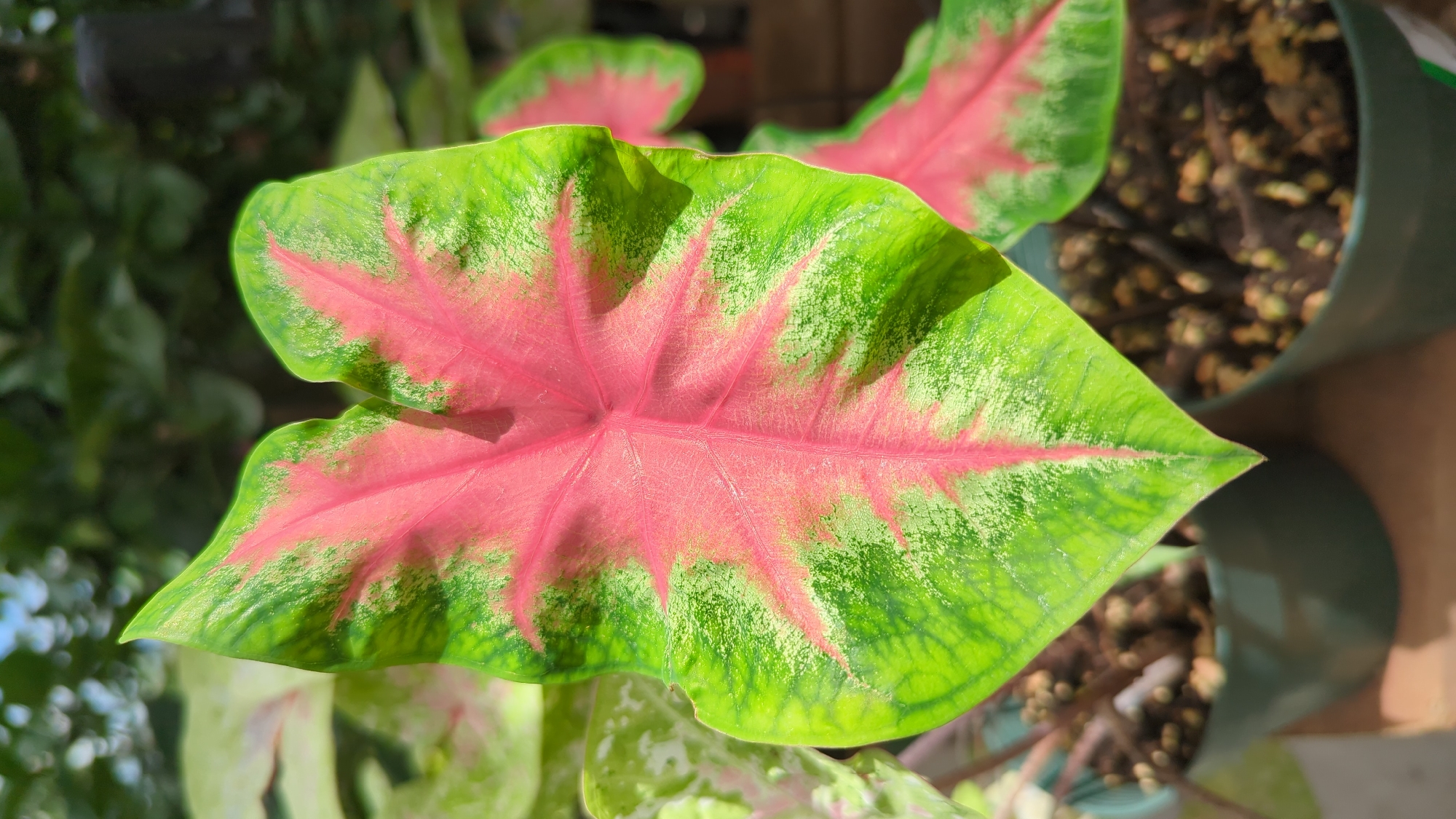 In Laval, Canada, a close-up shot captures a vibrant caladium leaf. The leaf, heart-shaped with a pointed tip, displays a striking pattern of bright pink radiating from the central vein, transitioning to a green margin speckled with lighter green. The texture of the leaf appears slightly textured, with visible veins. In the background, out of focus, are other caladium plants in green pots, with dark soil and visible perlite. The lighting suggests an outdoor or greenhouse environment, with hints of dappled sunlight and foliage visible in the upper portion of the image.