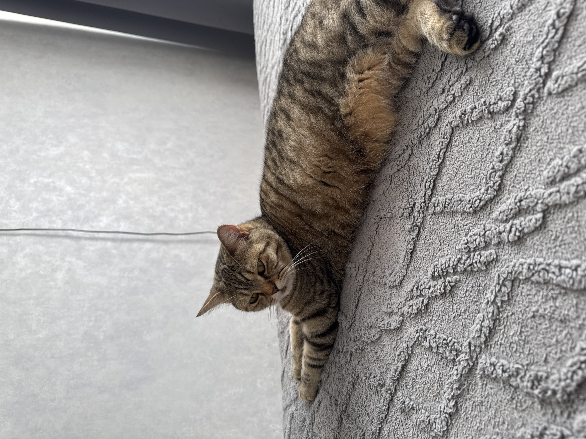 A domestic cat with brown and black tabby markings is draped over a gray textured surface, seemingly a scratching post or similar feline furniture. The cat's head hangs downward, with its gaze directed downwards. The background features a light gray wall. The location is not specified or discernable from the image.