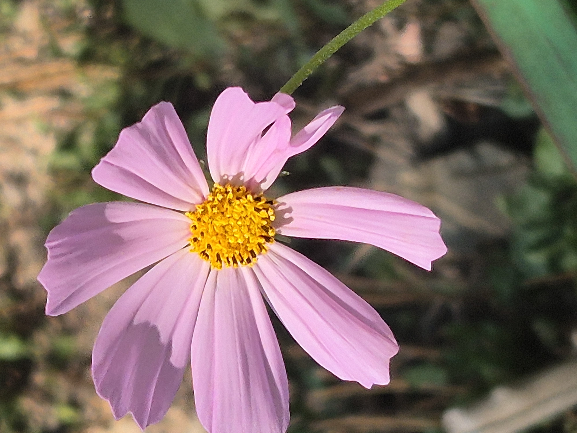 This is a close-up, eye-level, vertical shot of a single pink cosmos flower in bloom. The flower is centered and occupies most of the frame, with its petals extending towards the edges. The flower's center is a bright yellow and appears textured, likely the stamen and pistil. The petals are a soft pink, with subtle variations in shade and delicate, wavy edges. The stem is visible on the right side, a thin, green stalk with a slightly fuzzy texture. The background is blurred and out of focus, consisting of muted greens and browns, suggesting an outdoor setting like a garden or a field. There are no people, animals, or man-made objects clearly discernible in the image. The lighting appears natural, possibly sunlight, casting soft shadows on the petals. There is no information available to determine the location of this image within Kokshetau, Kazakhstan.