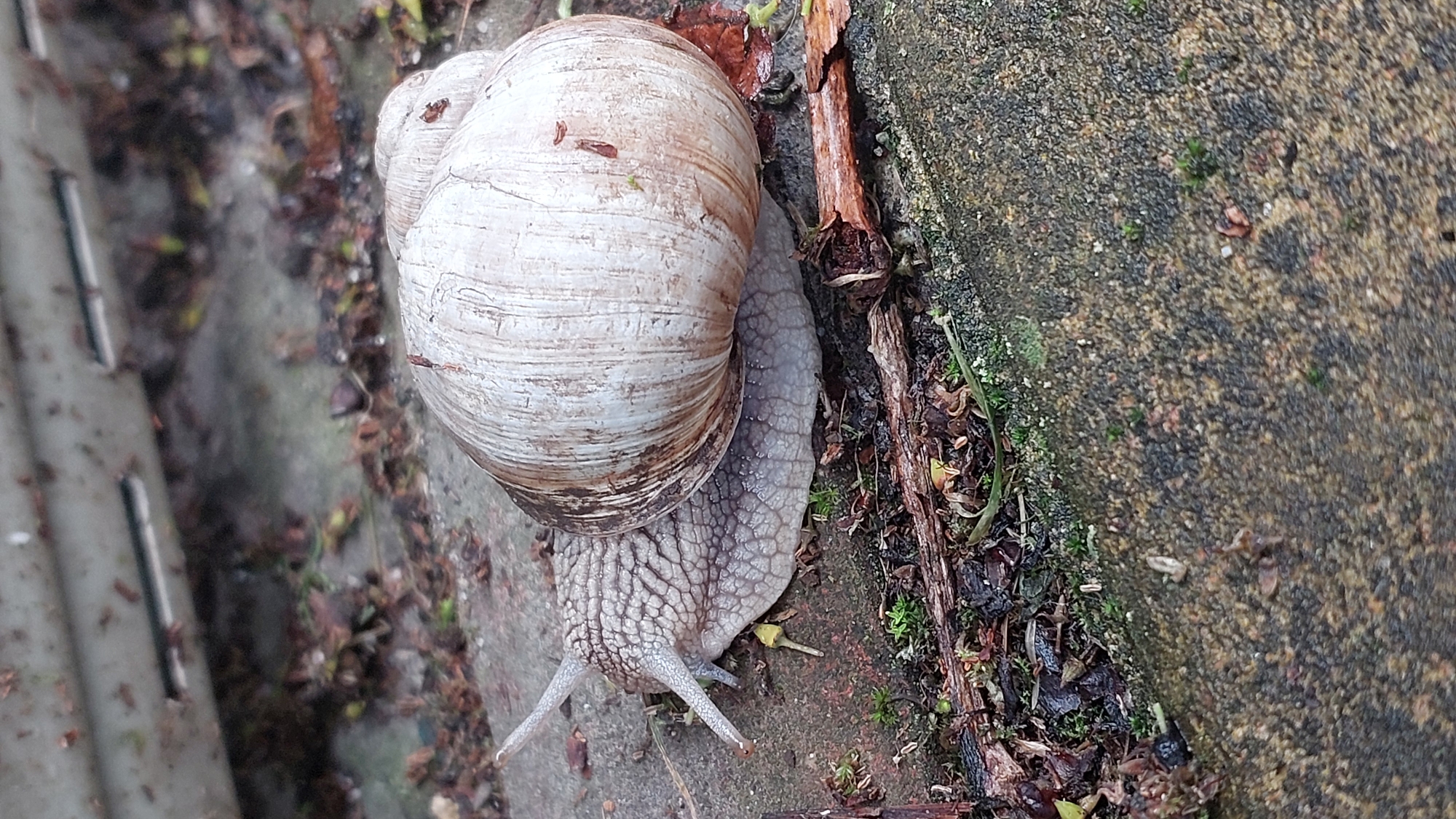 A snail is pictured on a stone surface. The snail has a light-colored shell with brown markings. Its body is gray and textured, with two long antennae extended. The background is blurred and appears to be outdoors, with some foliage and a metal structure visible. The scene is captured in a close-up shot, focusing on the snail. The location is unknown.
