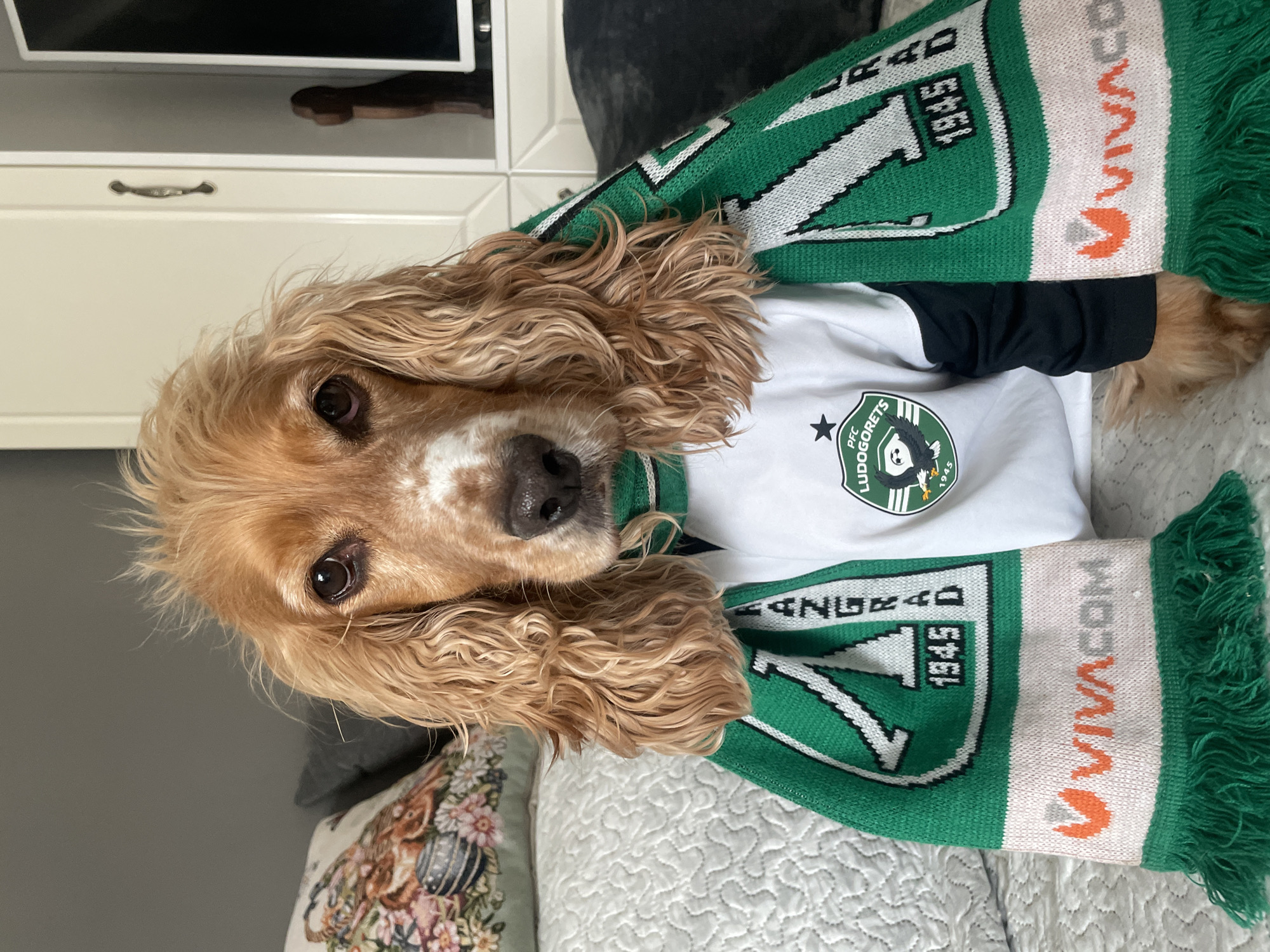 A Cocker Spaniel dog with golden fur is wearing a white soccer jersey with black sleeves and a green scarf with white lettering and a green fringe. The scarf reads "Ludogorets 1945 Vivacom". The jersey features the logo of PFC Ludogorets Razgrad, a Bulgarian professional association football club based in Razgrad. The dog is resting on a bed or couch with a textured white cover. A decorative pillow with a floral and Easter egg pattern is also visible on the left side of the frame. In the background, there is a white cabinet or piece of furniture with a silver handle, and a dark gray cushion or object is also present. The scene is indoors.