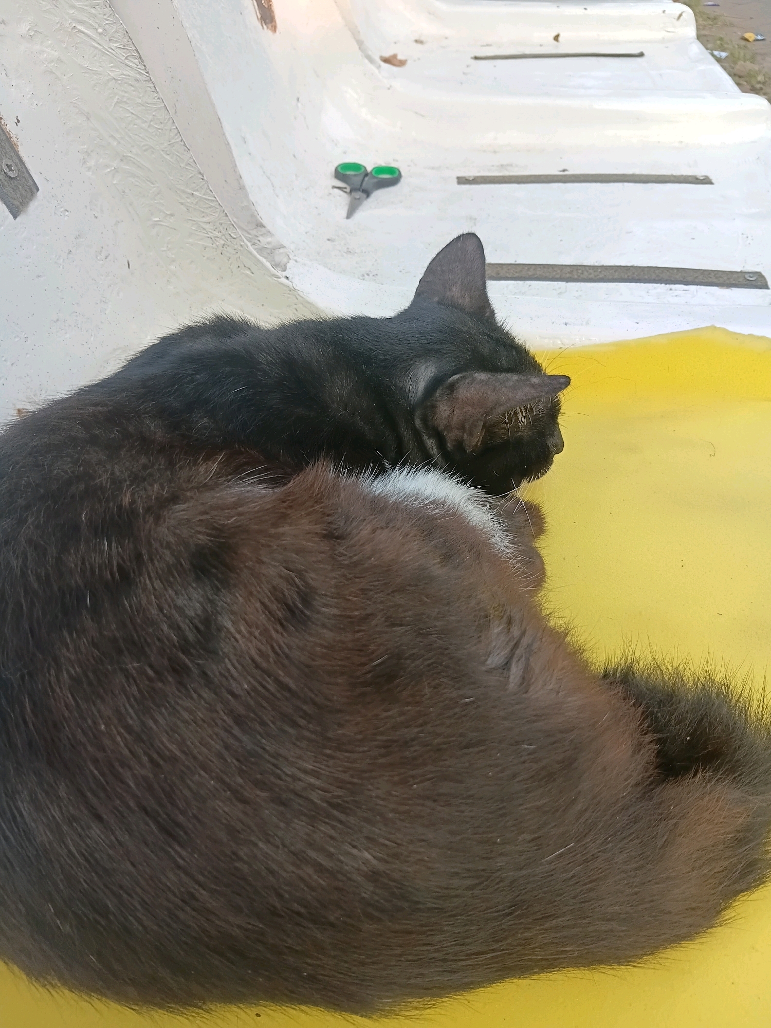 A black cat with brown fur on its back is resting on a yellow surface, which appears to be a mat or cushion. The cat is curled up, with its head turned to the side. In the background, there is a white structure that looks like a bench or seating area, with some metal strips embedded in it. A pair of green scissors is also visible on the white surface. The environment suggests an outdoor setting, possibly a park or public space in Cikal, Indonesia, given the presence of the cat and the general appearance of the surroundings. The lighting indicates it is daytime.