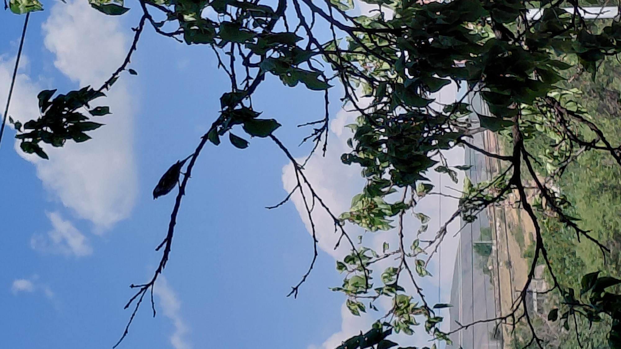 A bird is perched on a bare branch of a tree against a bright blue sky with scattered white clouds. The tree has green leaves on some branches, particularly on the right side of the image. In the background, there are hints of distant buildings and what appears to be a railway track. The scene is set in Abovyan, Armenia.
