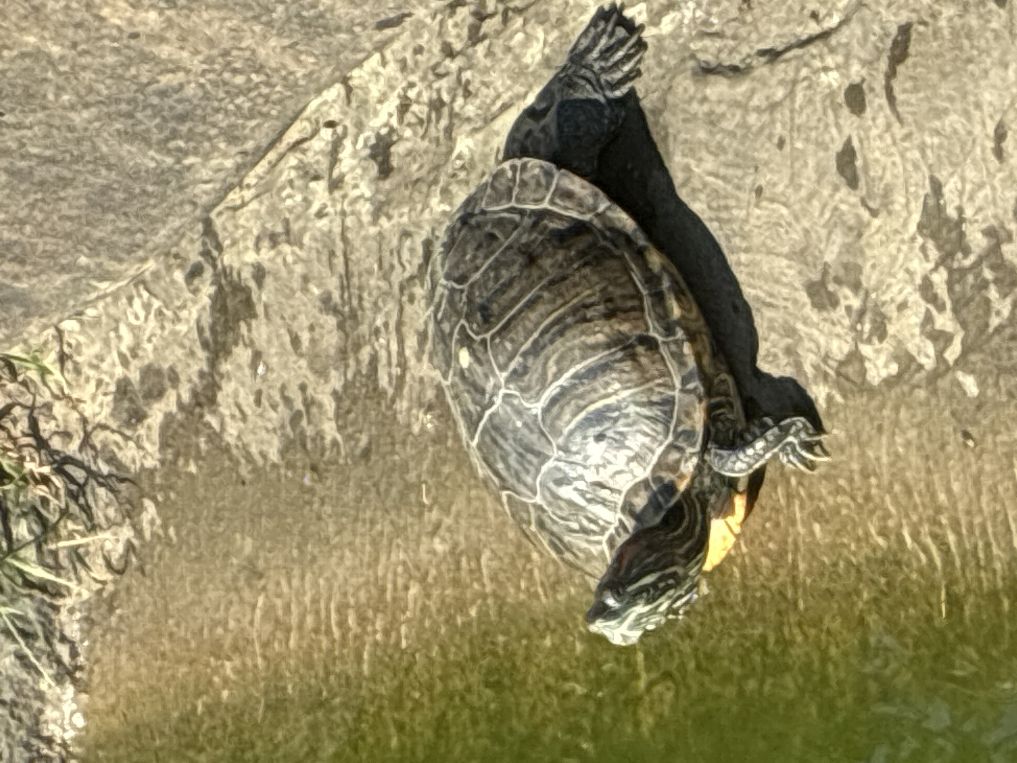 A red-eared slider turtle is basking on a rock next to a body of greenish water. The turtle is positioned on the right side of the frame, with its head facing left and its body extending towards the right. Its shell is dark with intricate patterns. The rock surface is rough and textured, with shadows cast by the turtle. The water on the left side of the image appears calm with subtle ripples. The background shows some dry vegetation and the continuation of the rock and water elements. There are no people present in the image, and the setting appears to be a natural or semi-natural outdoor environment. The image does not provide any specific geographical markers that would allow for identification of the location within Sochi, Russia.