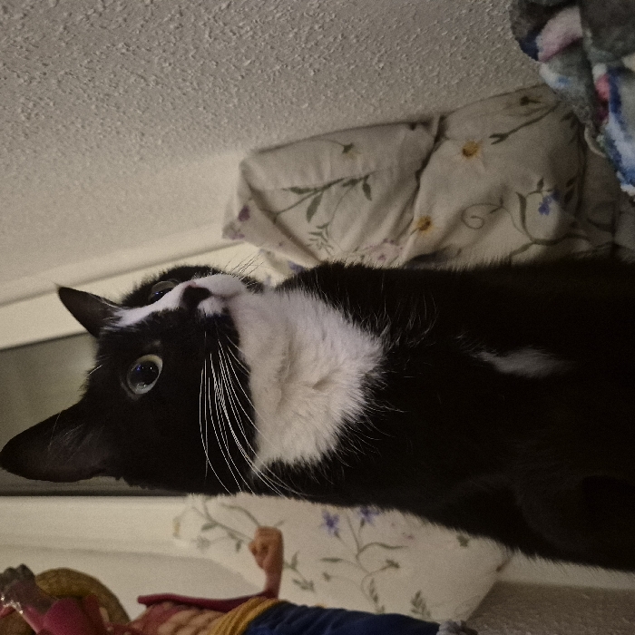A black and white cat lies on a floral patterned surface. The cat's face is turned towards the viewer, revealing bright blue eyes and long white whiskers. The cat has a white patch on its chest and a small white spot on its back. The surface appears to be a bed or cushion with a floral pattern. A part of a doll or toy with a red and yellow shirt and blue pants is also visible. The background is light, possibly a wall or ceiling.