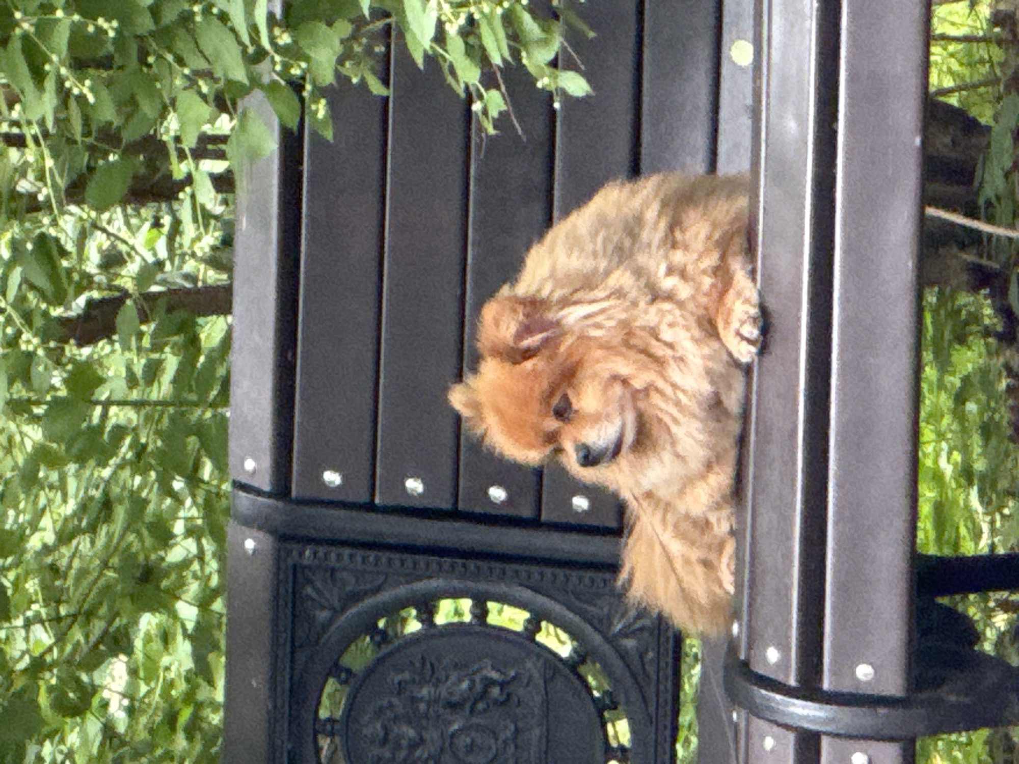 A fluffy, light brown dog is peeking out from behind a dark brown, vertical structure that appears to be part of a bench or a fence. The dog has its head and upper body visible, with its fur appearing somewhat disheveled. Its eyes are looking towards the right side of the frame. The background is filled with lush green foliage, suggesting an outdoor setting. The overall lighting indicates it might be daytime, possibly with some shade from the trees. The scene is set in Moscow, Russia. There is no visible text in the image.