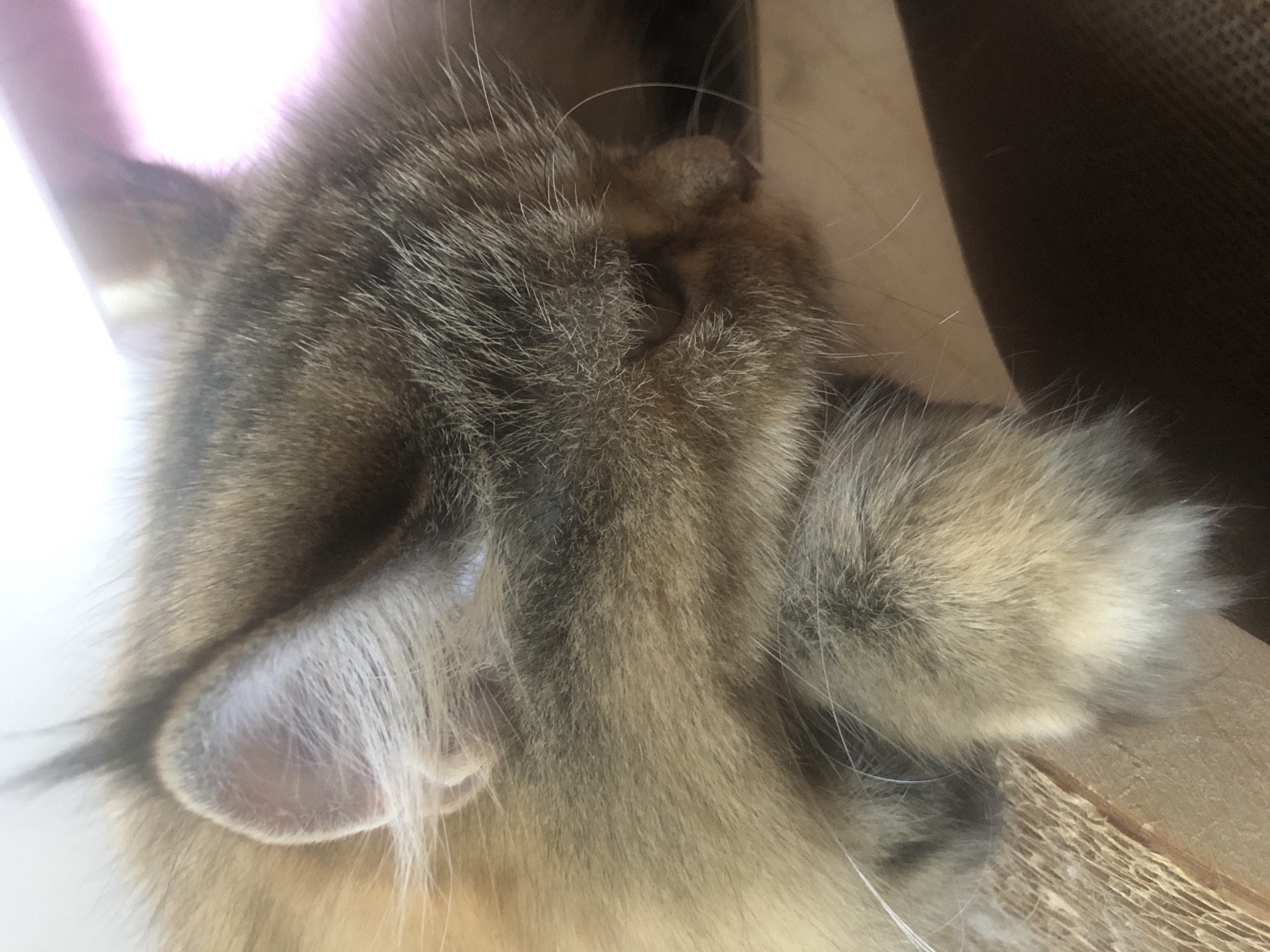 The image is a close-up, low-angle shot of a cat's face, captured with a shallow depth of field. The cat appears to be a tabby with stripes in shades of brown, gray, and tan. Its fur is long and fluffy. The cat's right eye is partially visible, with a closed eyelid and some light shining on it. Its left ear is also visible, with fine white hairs inside and around it. The cat's right paw is raised and covers part of its face, resting on its nose and mouth area. The paw is also covered in fluffy fur. The background is out of focus, with a bright, blurry area on the left that may be light, and a darker, textured area on the right that could be a piece of furniture or a wall. The overall impression is of a sleepy or relaxed cat, possibly resting its head. There is no visible text in the image. The lighting suggests it might be daytime, possibly indoors given the background elements.