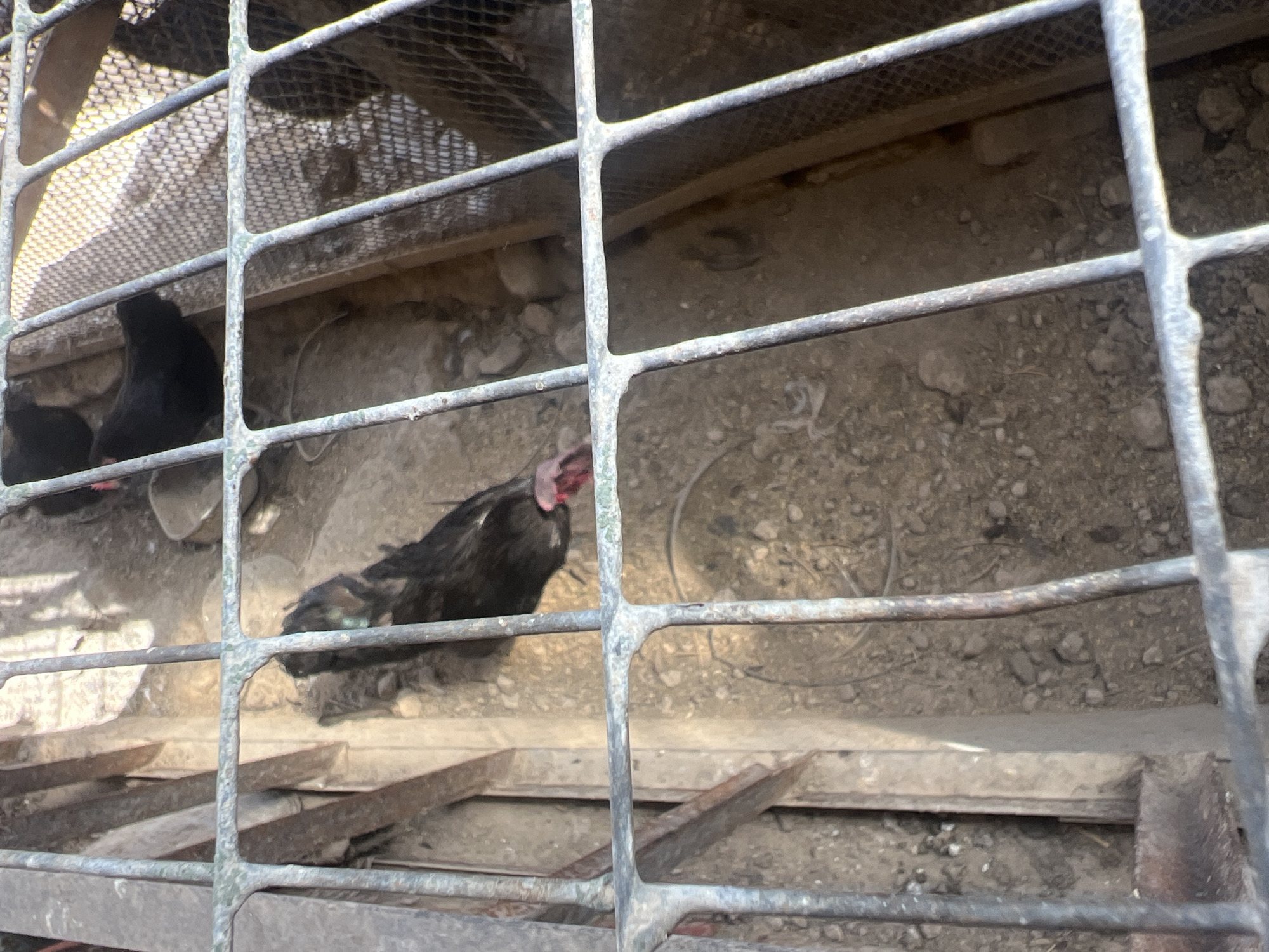 This image captures a close-up view of a black chicken inside a rustic metal enclosure. The chicken is positioned in the lower center of the frame, with its head lowered, seemingly pecking at the ground or feeding. Its feathers appear dark and slightly ruffled. The enclosure is constructed with thick, weathered metal bars, forming a grid-like pattern that dominates the foreground and obscures parts of the background. The ground inside the enclosure is composed of dirt, small stones, and some debris. In the upper right corner, a section of finer mesh fencing is visible, suggesting the enclosure may be part of a larger structure. The lighting appears to be natural daylight, casting shadows through the metal bars onto the ground. There are no people visible in the image. The scene is likely an outdoor rural or semi-rural setting, possibly a farm or backyard, and there is no information to ascertain a specific location in the city of Uzbekistan.