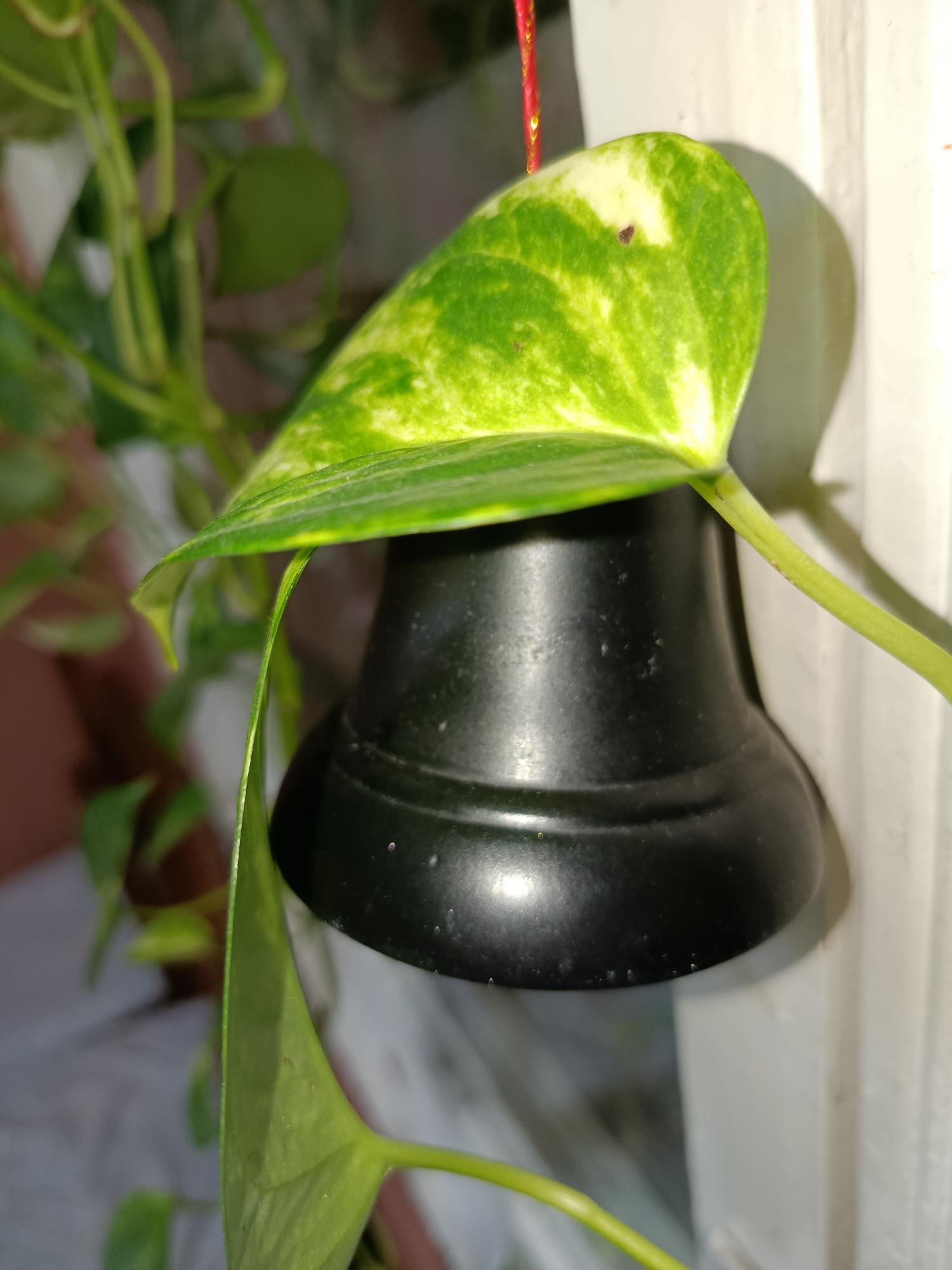 The image shows a close-up of a potted plant with variegated green and yellow leaves. One leaf is prominently featured, partially obscuring a black, bell-shaped object hanging from a red string. The background is out of focus, but appears to be an indoor setting with a white wall. The plant's stem and other leaves are visible, trailing downwards. The scene is static and there are no people or animals present. The lighting suggests it is daytime, possibly near a window, casting a shadow of the leaf onto the wall. This image does not provide any information related to the city of Tashkent, Uzbekistan.