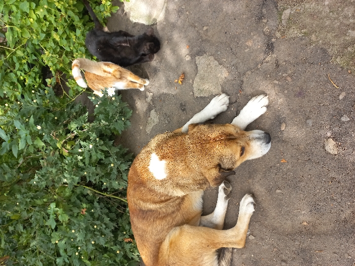 In Akhaltskaro, Georgia, a tan and white dog lies on a dirt and gravel surface in the foreground, its head resting on its front paws. The dog exhibits a prominent white patch on its back and white paws, with a light muzzle. In the midground, to the right and slightly behind the dog, an orange and white cat stands with its back mostly to the viewer, its tail curved upwards. Adjacent to the orange cat on its right, a black cat is positioned with its head lowered, appearing to interact with or investigate the ground near dense green foliage. The background consists of vibrant green bushes with numerous small white or pale yellow flower buds. The ground surface shows variations in texture and color, consistent with an outdoor, unpaved or partially paved area. Sunlight illuminates the scene from an unseen source.