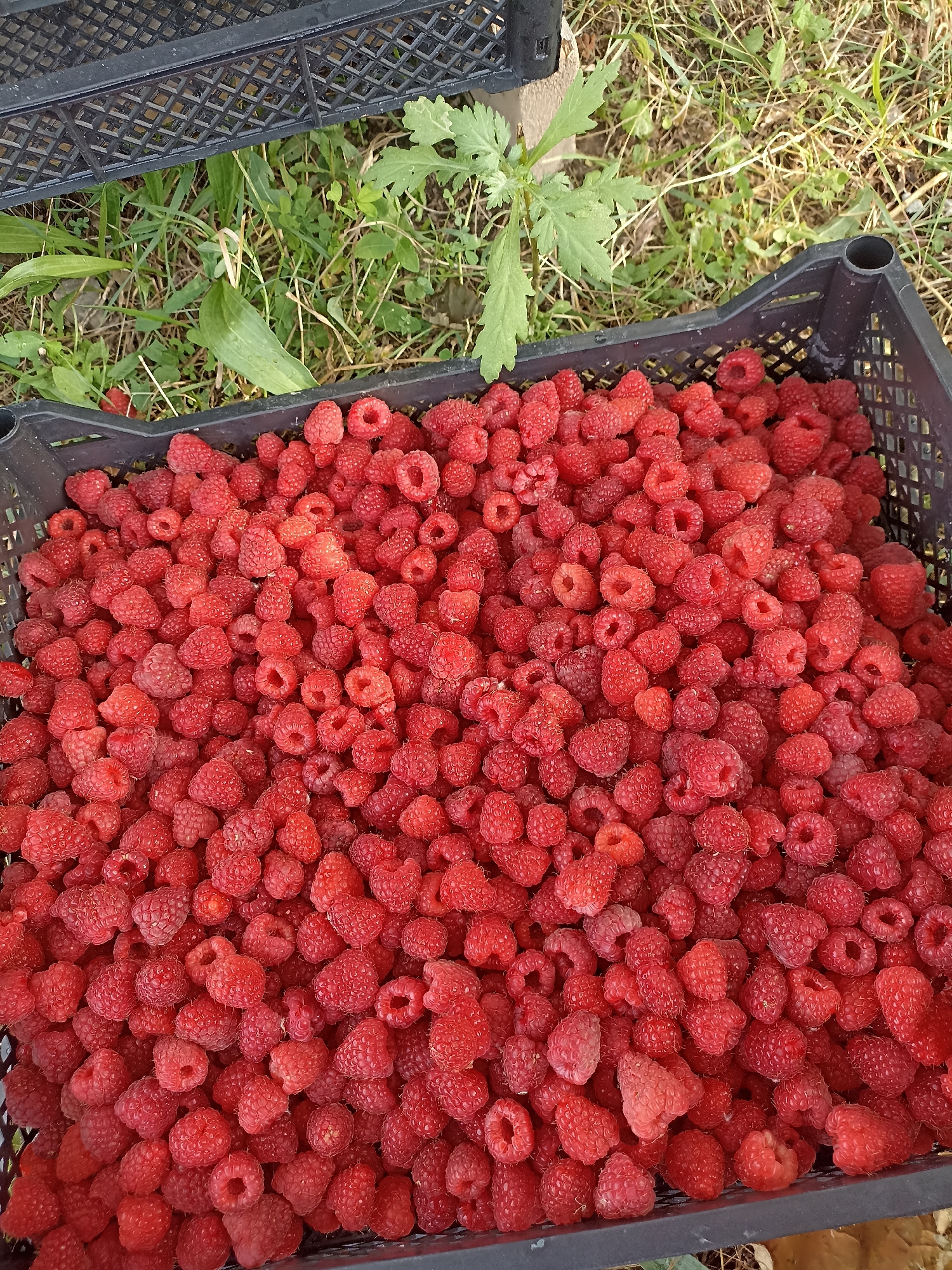 This media file features a close-up, overhead view of a black plastic crate overflowing with ripe, red raspberries. The crate is positioned on the ground amidst dry grass and some green foliage, suggesting an outdoor, possibly rural, setting. The raspberries are the primary subject, filling the entire frame and showcasing their textured, bumpy surfaces. Some of the berries are slightly darker or lighter red, indicating variations in ripeness or lighting.
A portion of another black crate is visible at the top of the image, partially obscuring the background. The scene appears to be set in daylight, with natural light illuminating the berries. The overall impression is one of abundance and freshness, likely captured during a harvest. The location context, Кош-Дөбө, Kyrgyzstan, places this scene in a region known for agriculture and fruit production. There is no visible text in the image.