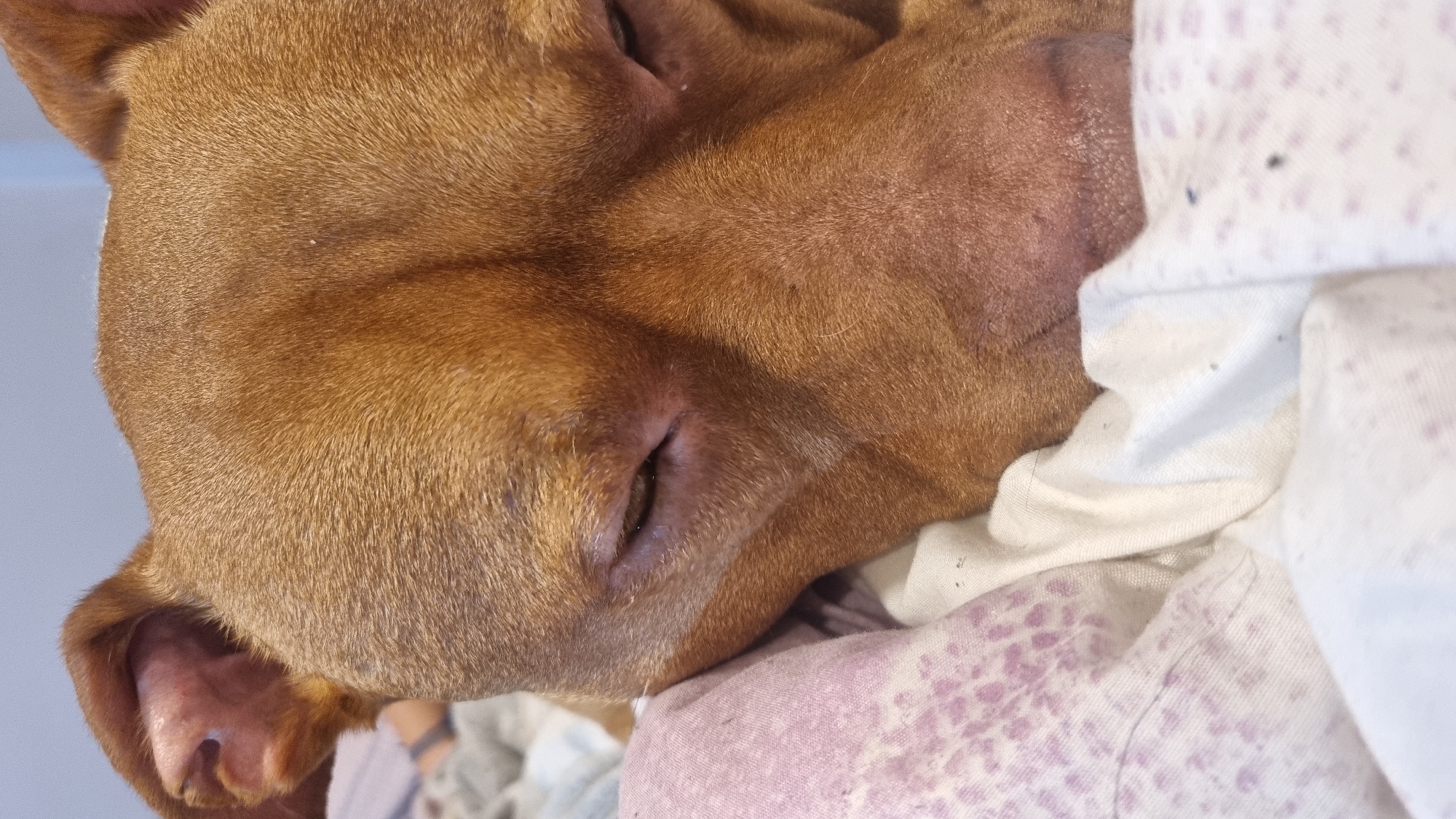 The image presents a close-up, horizontal view of a dog resting comfortably, likely indoors on a bed or couch. The primary subject is the dog's head, specifically its reddish-brown (fawn) colored snout, nose, and part of its ear, which fills the left and central portions of the frame. The dog's eyes appear closed or mostly closed, suggesting it is sleeping or deeply relaxed.
The dog's short, smooth fur shows subtle wrinkles around its muzzle. Its dark-colored nose is clearly visible. On the right side of the image, the dog is nestled against soft fabrics: a plain white blanket and another blanket with a light purple, mottled or patterned design. These textiles suggest an indoor setting.
The overall mood of the image is peaceful and calm, highlighting the dog's relaxed state. There is no visible text. The time of day and external environment cannot be determined from the shot.