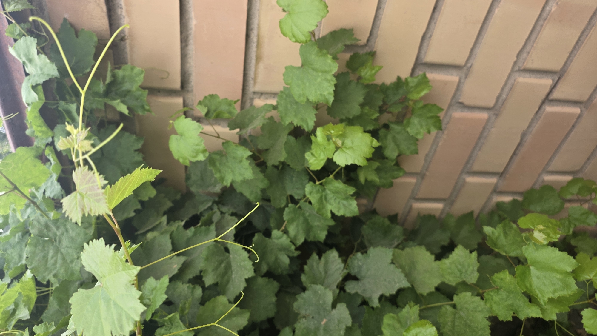 The image shows a close-up view of a brick wall partially covered by green vines. The bricks are light brown and laid in a staggered pattern. The vines have large, lobed leaves and thin tendrils that curl around the bricks. The lighting suggests it is daytime, and the scene appears to be outdoors in an urban setting, possibly a garden or along the exterior of a building. There are no people or animals visible in the image. The location is specified as Chuy, Kyrgyzstan.