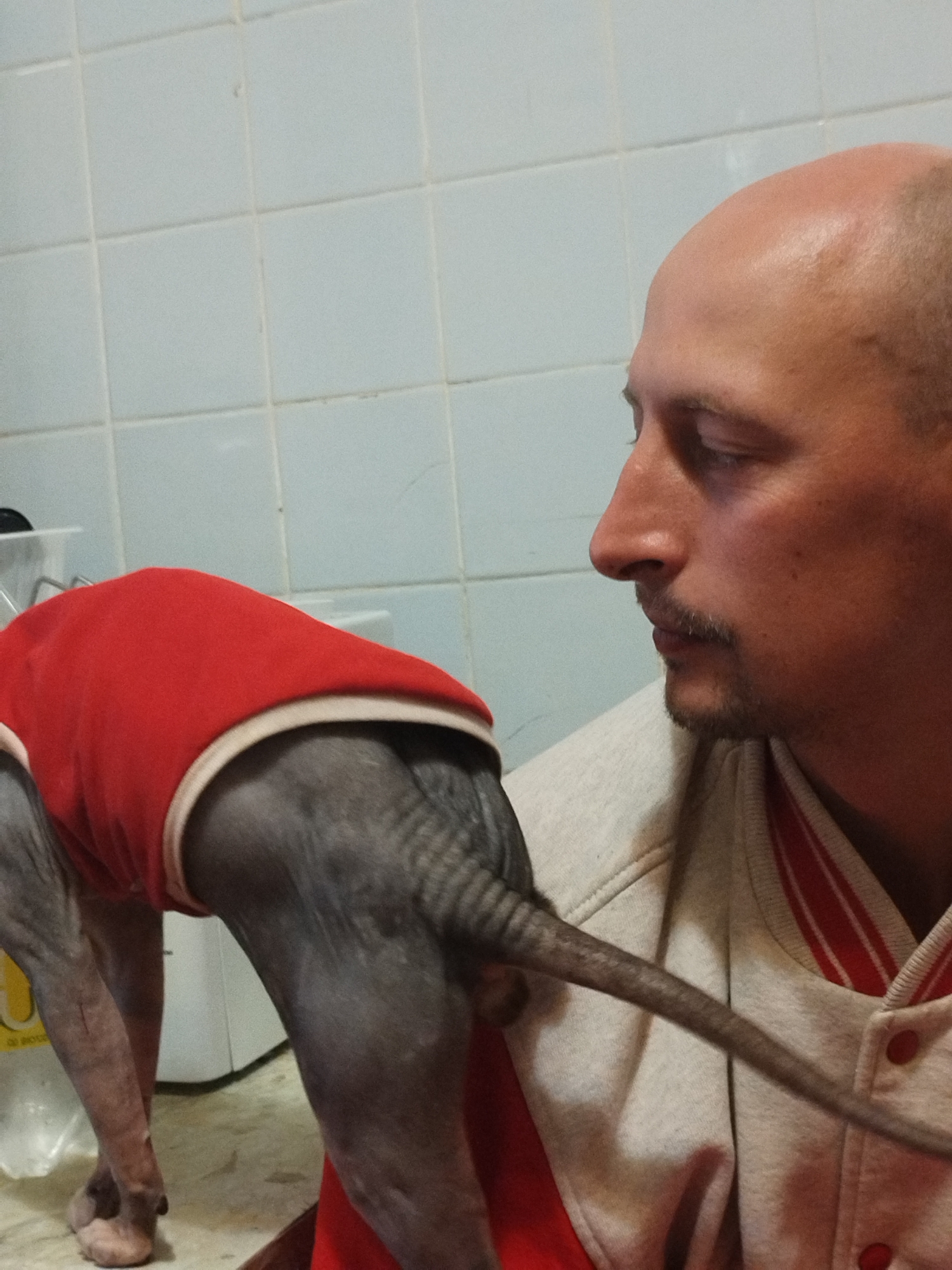 A bald man with a mustache and goatee faces a dog wearing a red shirt. The man is wearing a beige jacket with red trim. The dog's tail extends across the man's chest. The background appears to be a tiled wall.