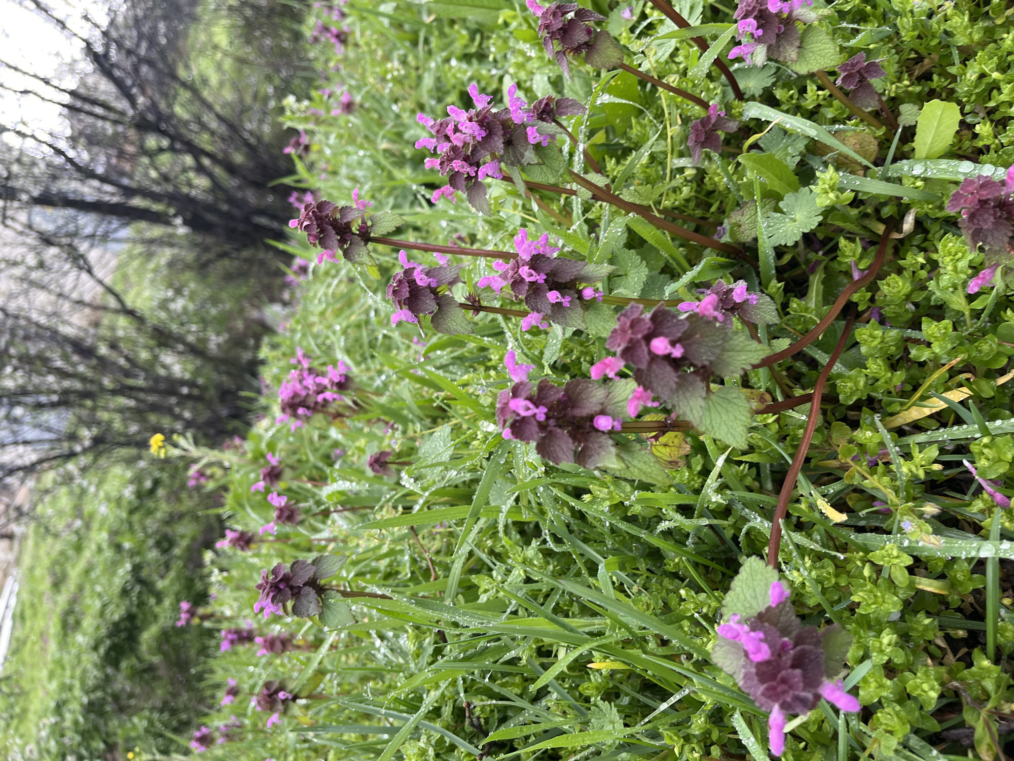 The image shows a patch of purple deadnettle (Lamium purpureum) growing amongst grasses and other green vegetation. Dew or raindrops are visible on the leaves and blades of grass. In the background, blurry tree branches can be seen. The location is likely Lozarevo, Bulgaria, based on the prompt.