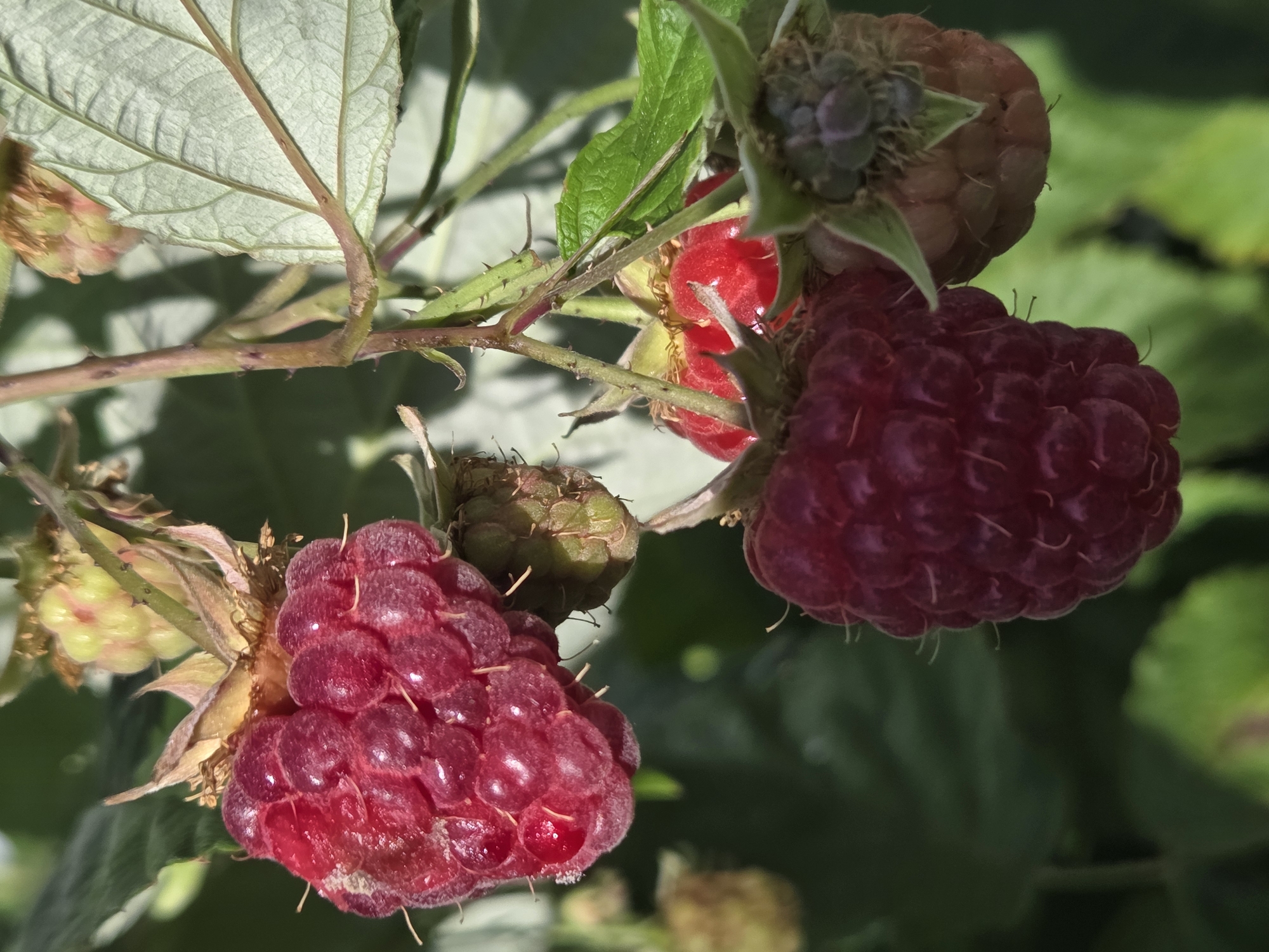 A close-up, vertical shot captures several raspberries on a branch. The raspberries are a deep red color and have a fuzzy texture. Some of the raspberries are ripe, while others are still green and developing. The branch is thorny, and a large green leaf is visible in the upper right corner. The background is a blur of green foliage, suggesting an outdoor setting. No specific location in Ulyanovsk, Russia, can be identified from the image.